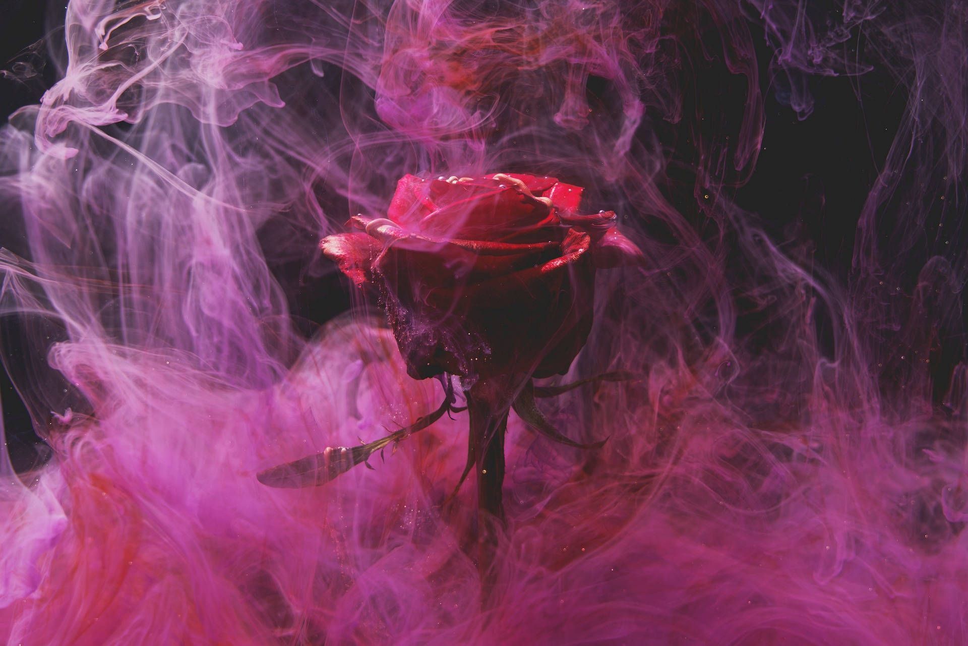 A rose is in the middle of smoke - Smoke