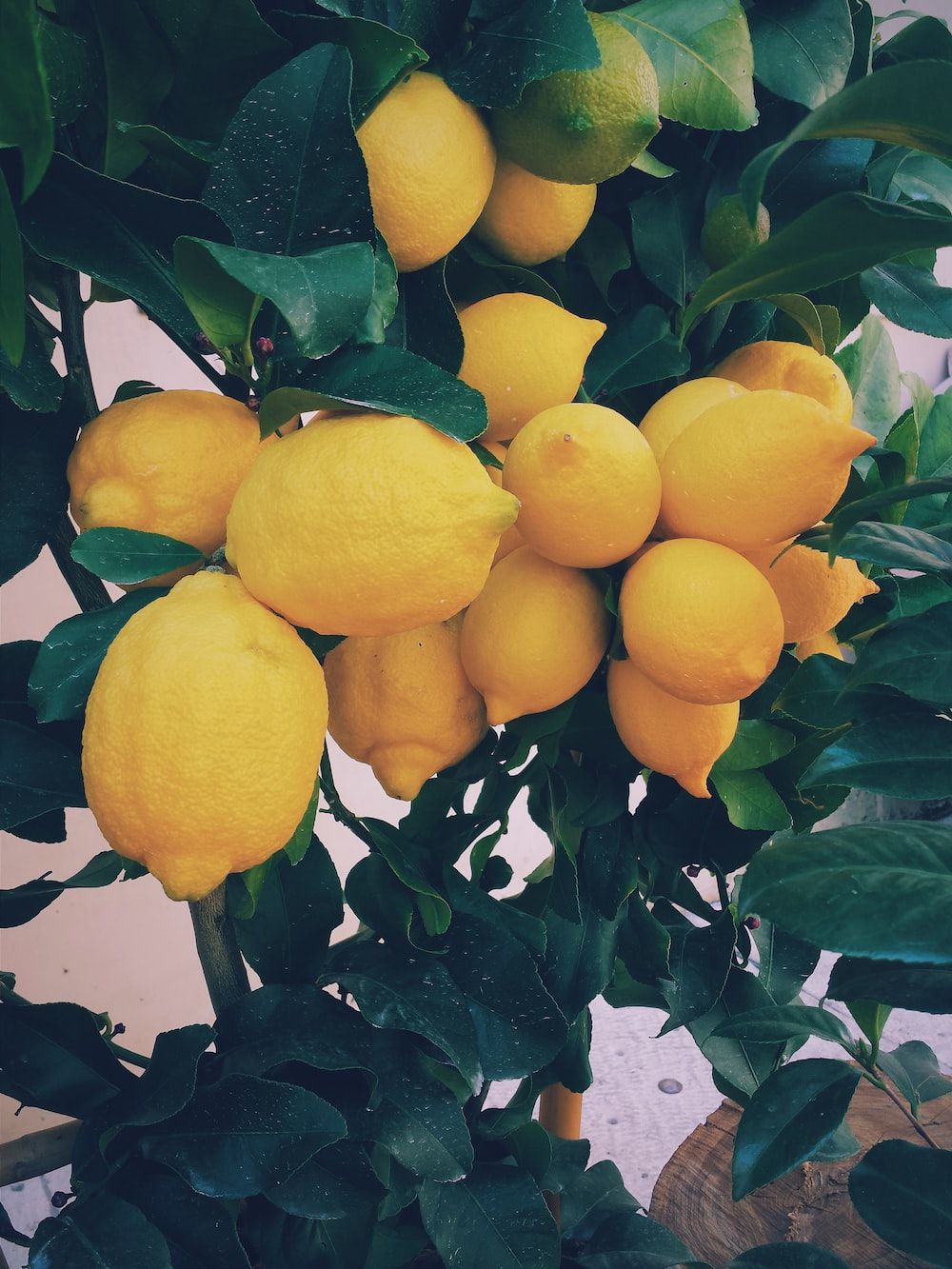 A tree with many lemons on it - Lemon