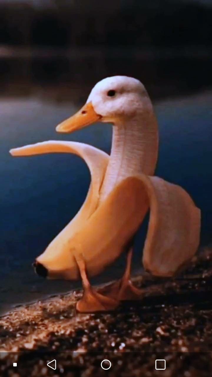 A duck is standing on the beach with its wings spread out - Duck