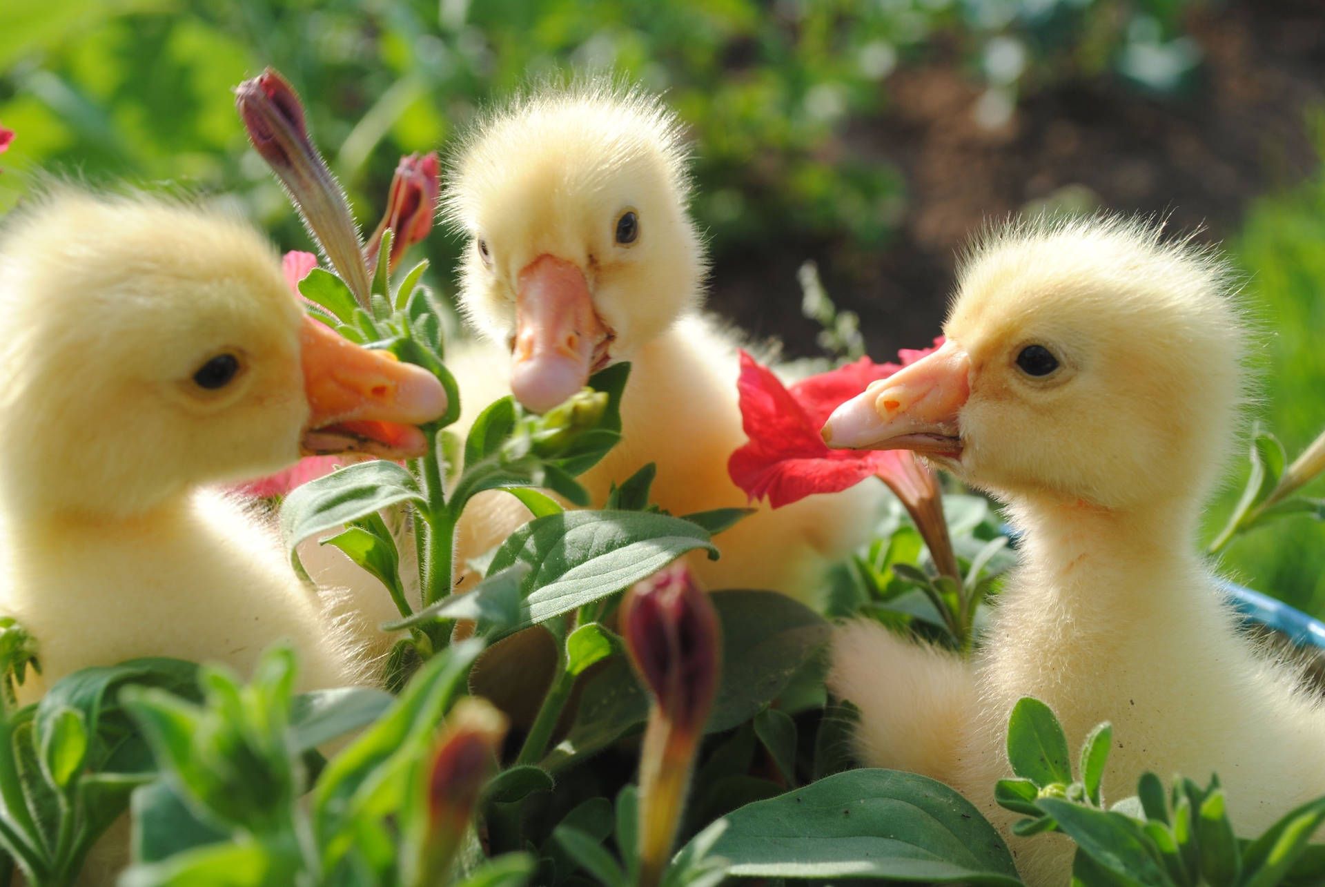 Three ducklings on the grass - Duck