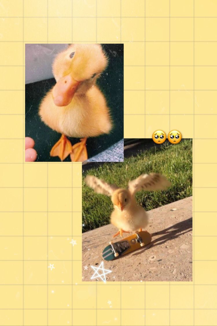 Collage of duck riding a skateboard - Duck