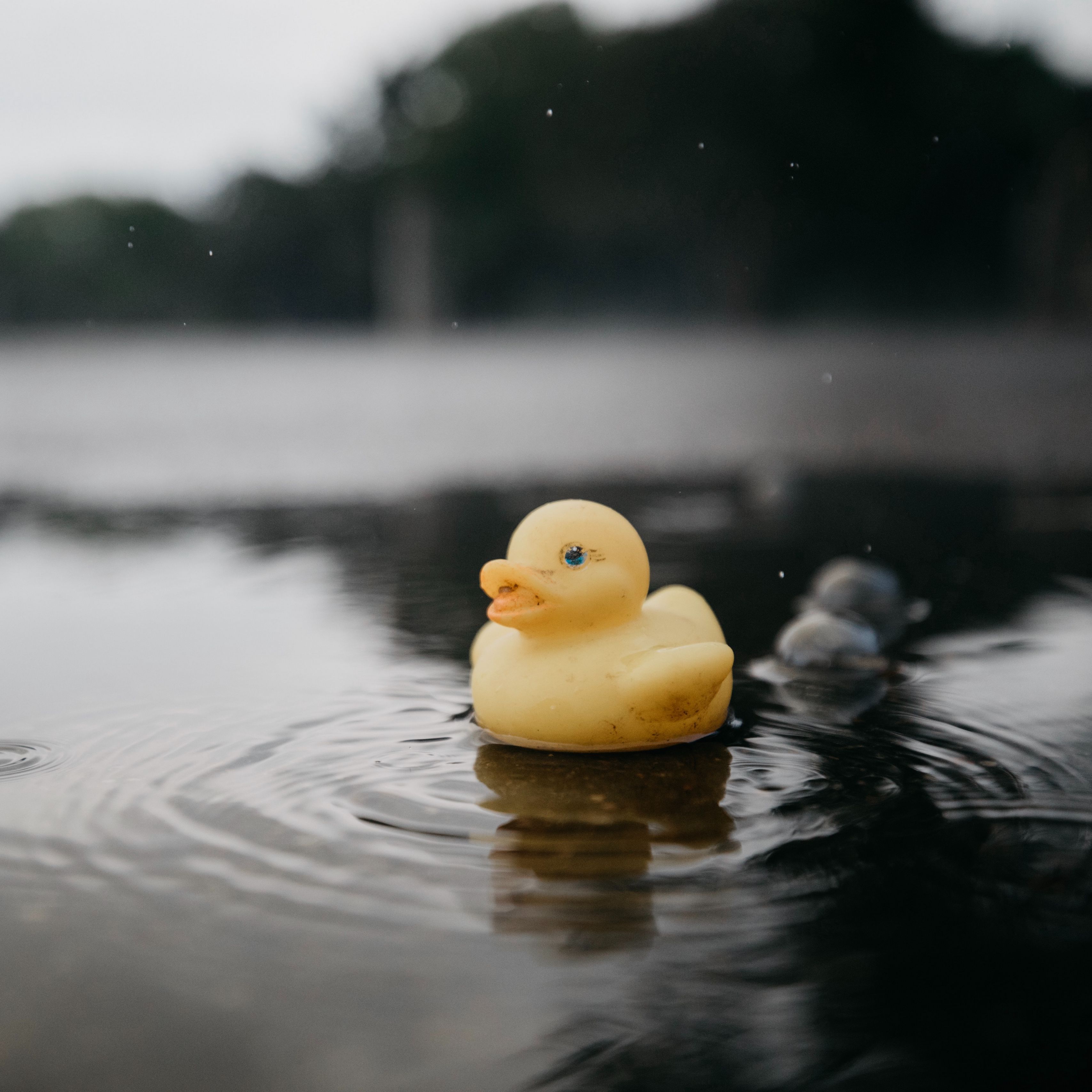 A yellow rubber duck floating in the water - Duck