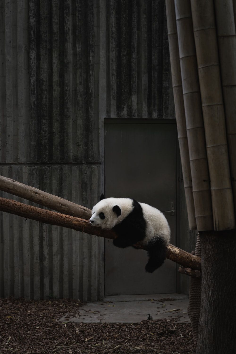 A panda bear sitting on a tree branch - Panda