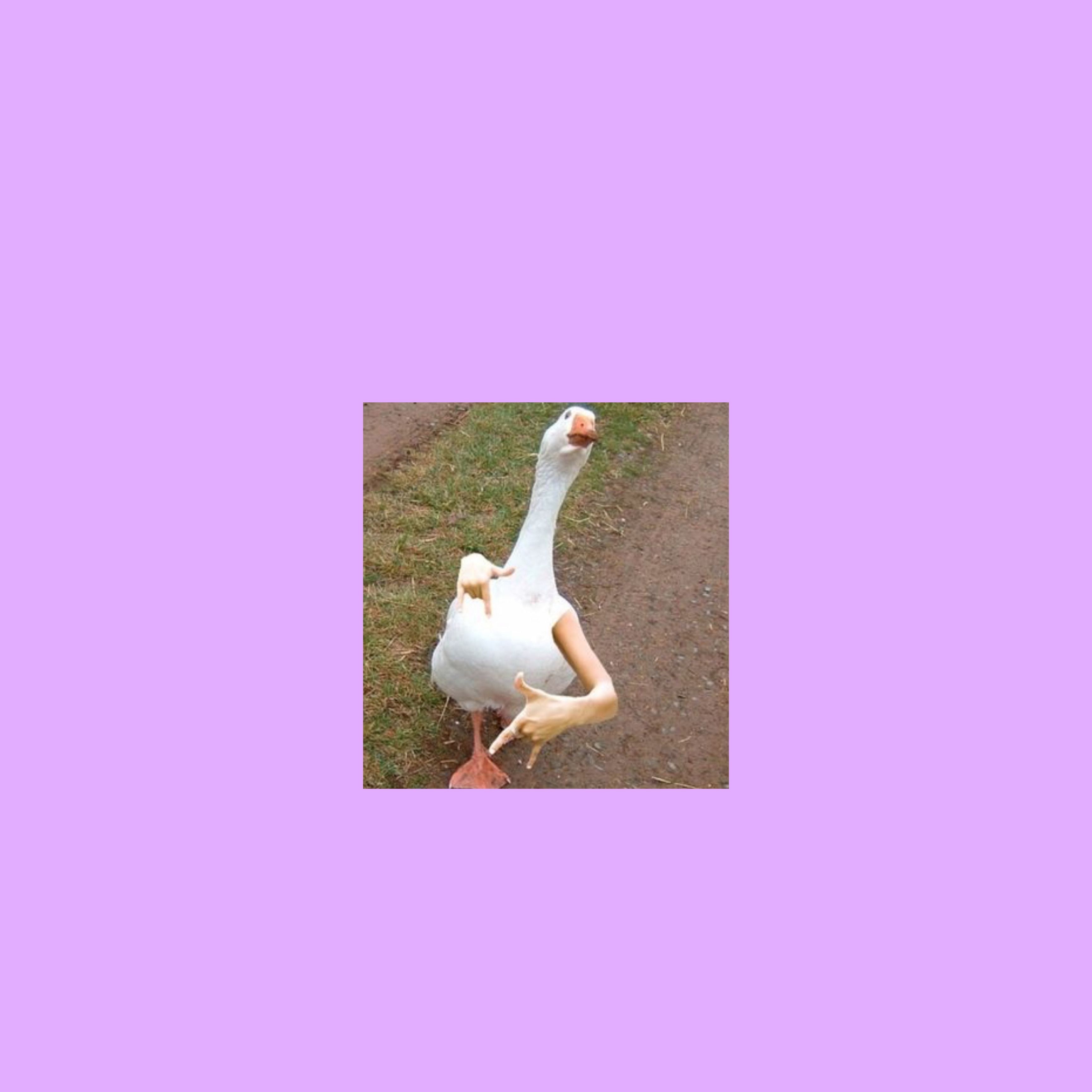 A white goose with orange feet and beak stands on a patch of grass and dirt. - Duck