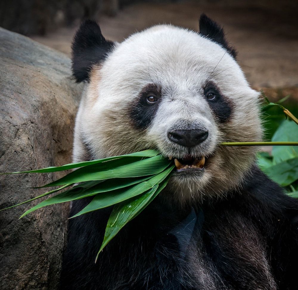 A panda bear eating some green leaves - Panda
