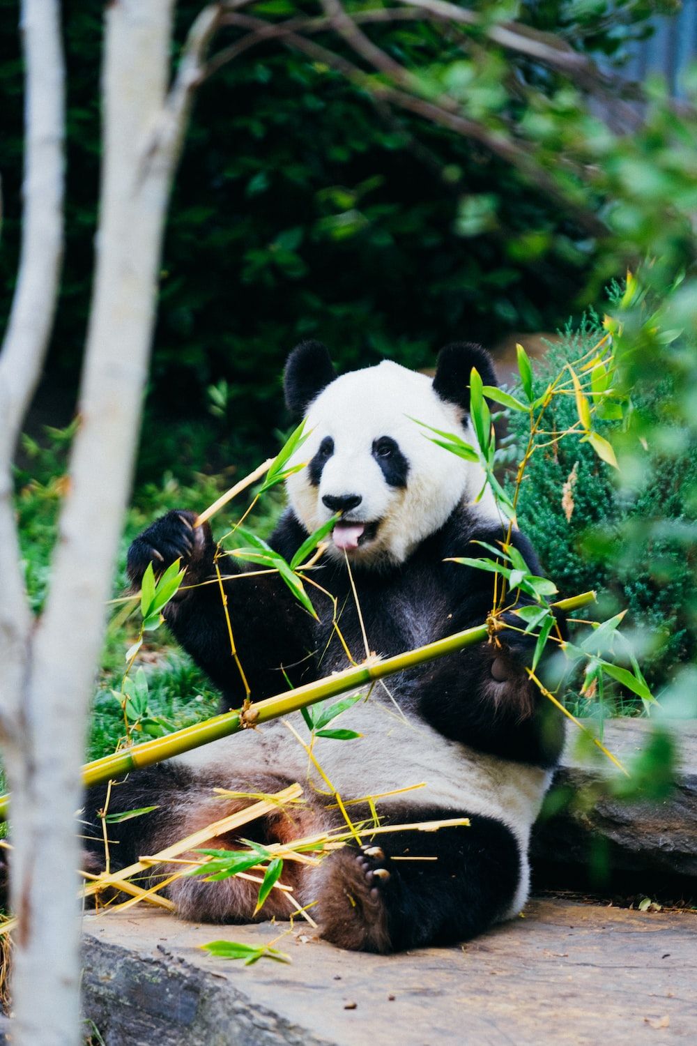 A panda bear sitting on the ground eating bamboo - Panda