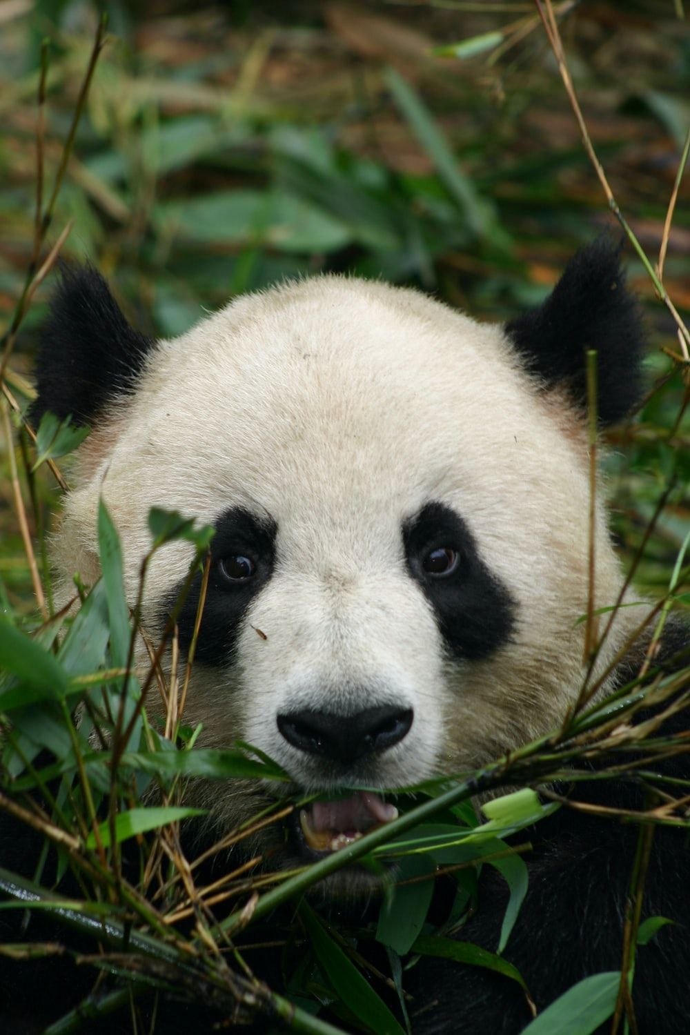 A panda bear is eating some leaves - Panda