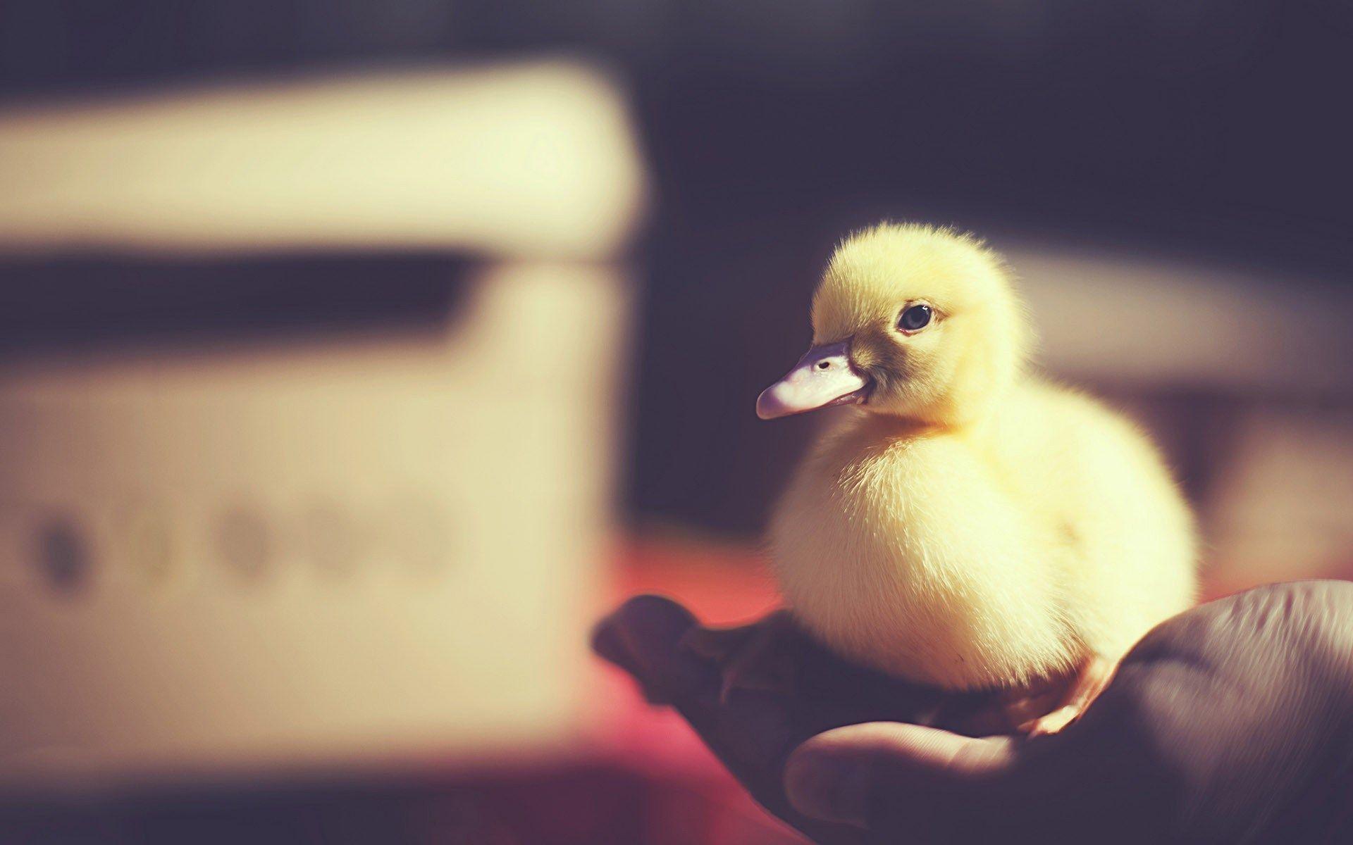 A duckling sitting on a person's hand - Duck