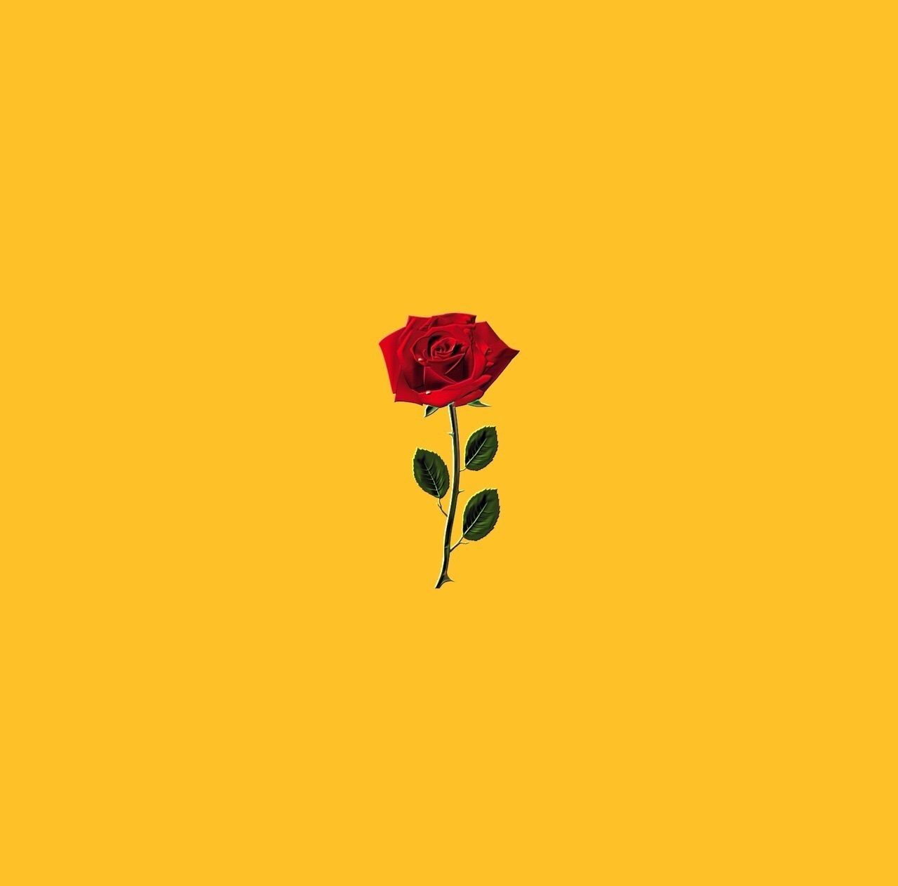 A single red rose on a yellow background - 