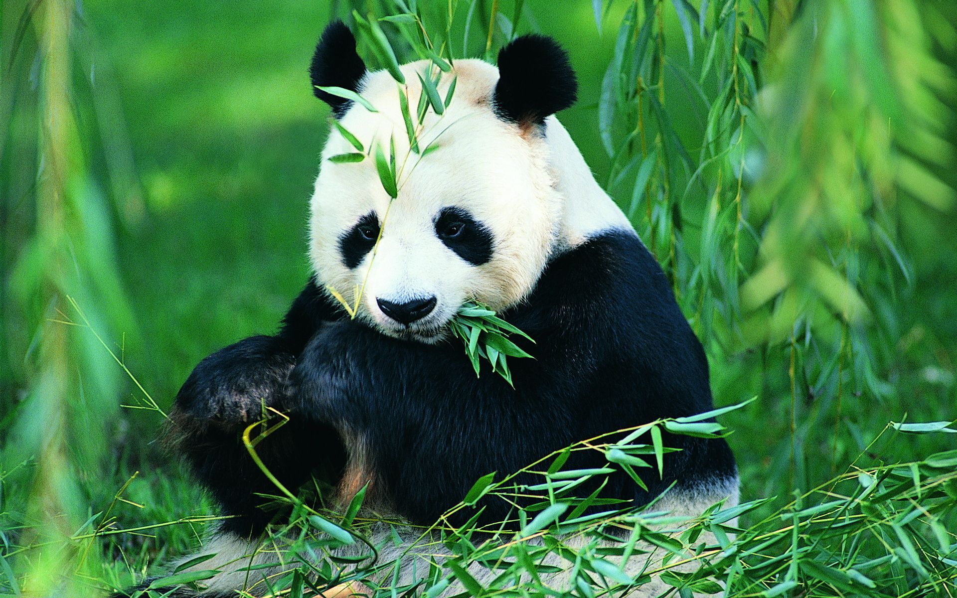 A panda bear sitting in the grass eating - Panda