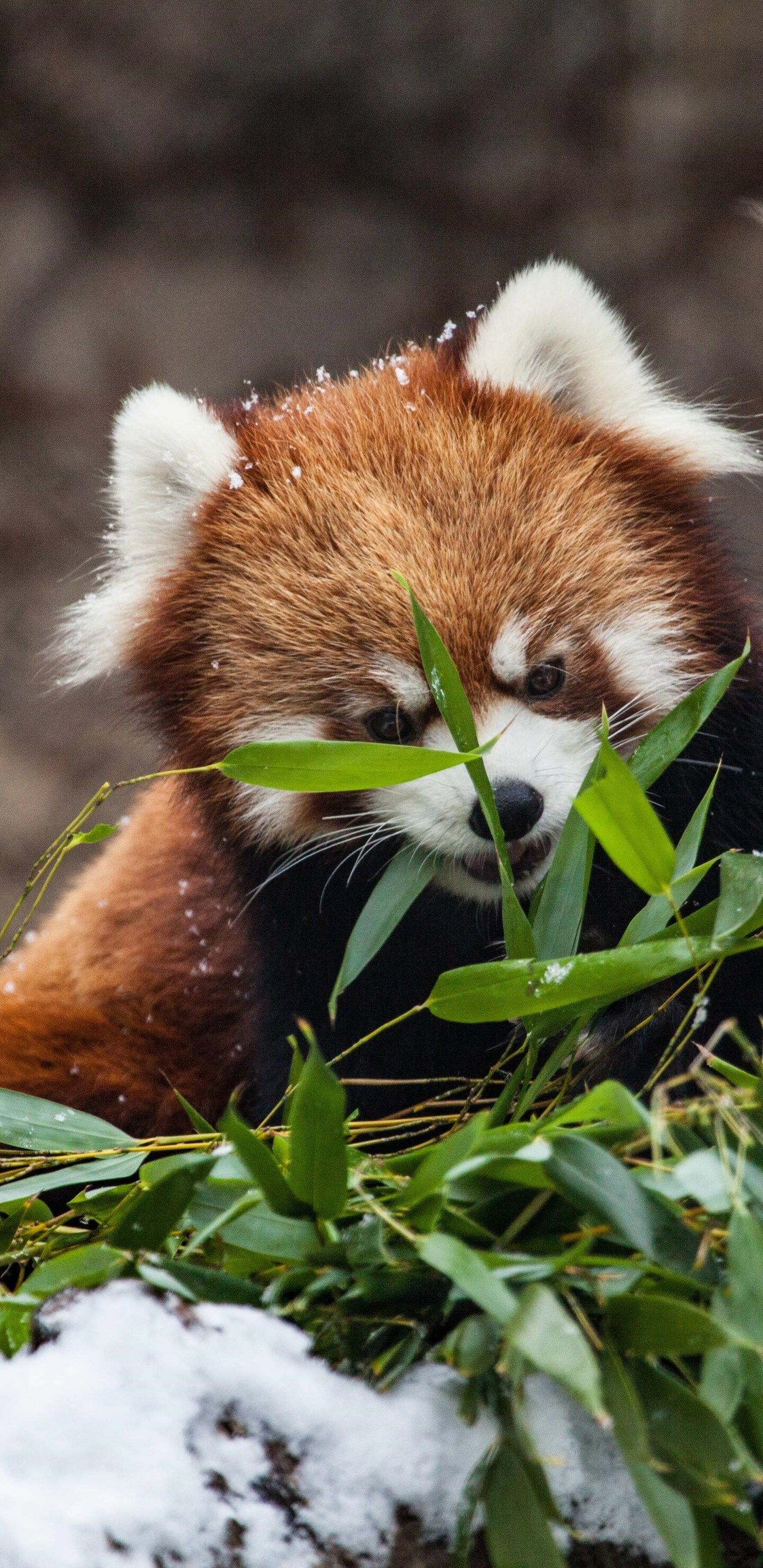 A red panda eating bamboo in the snow. - Panda