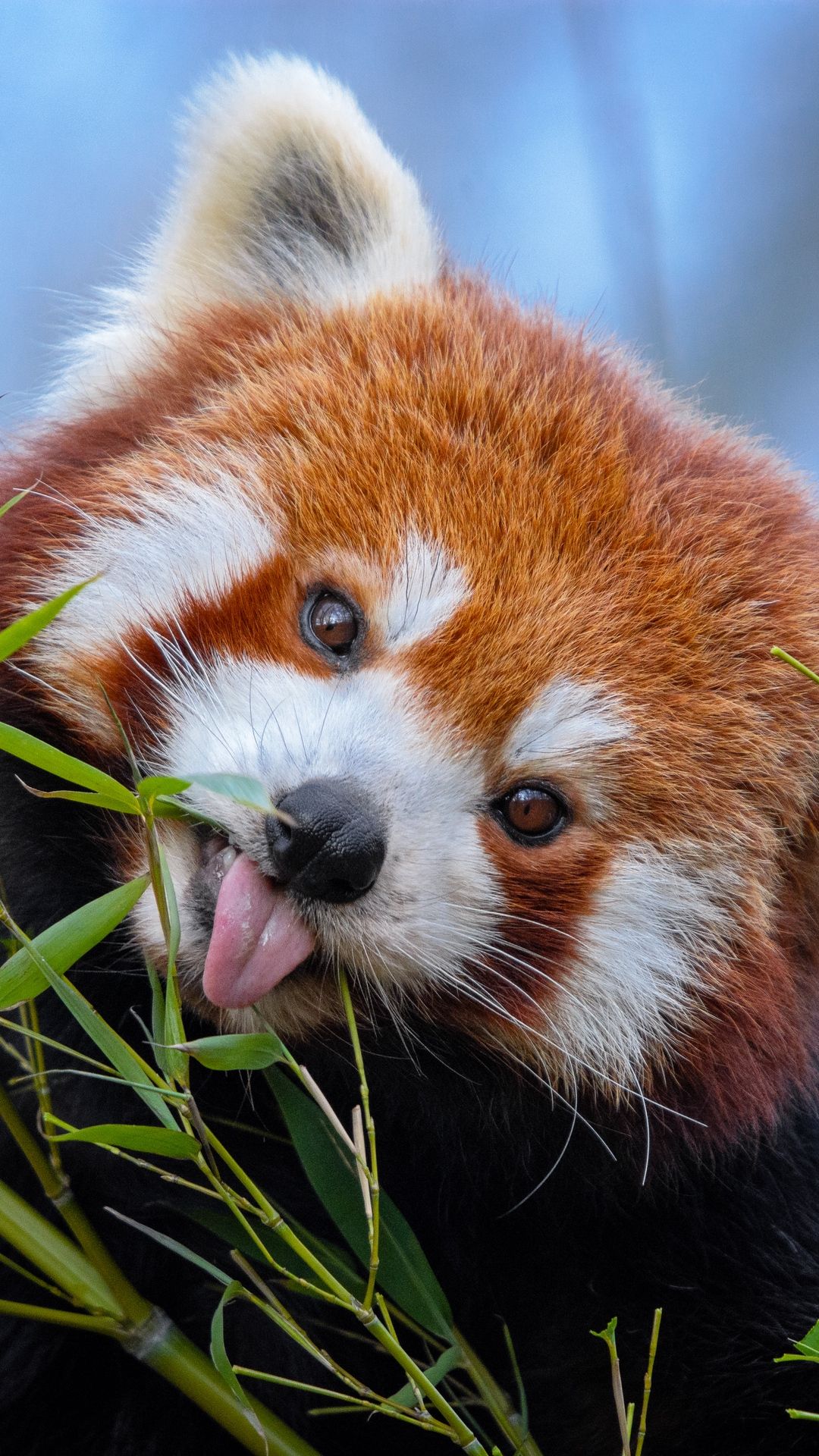 A red panda sticking out its tongue while eating bamboo - Panda
