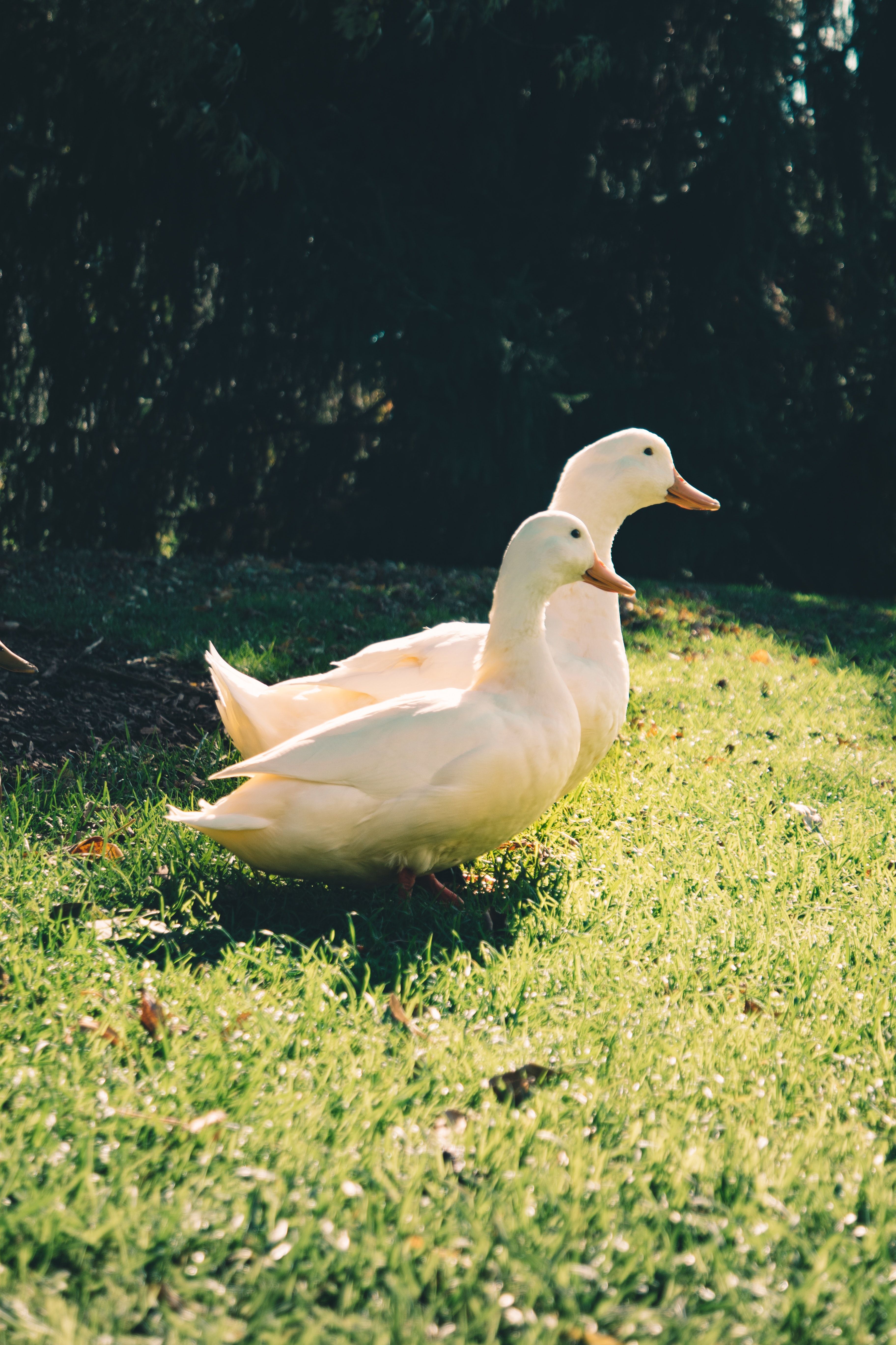 Two white ducks sitting on the grass - Duck