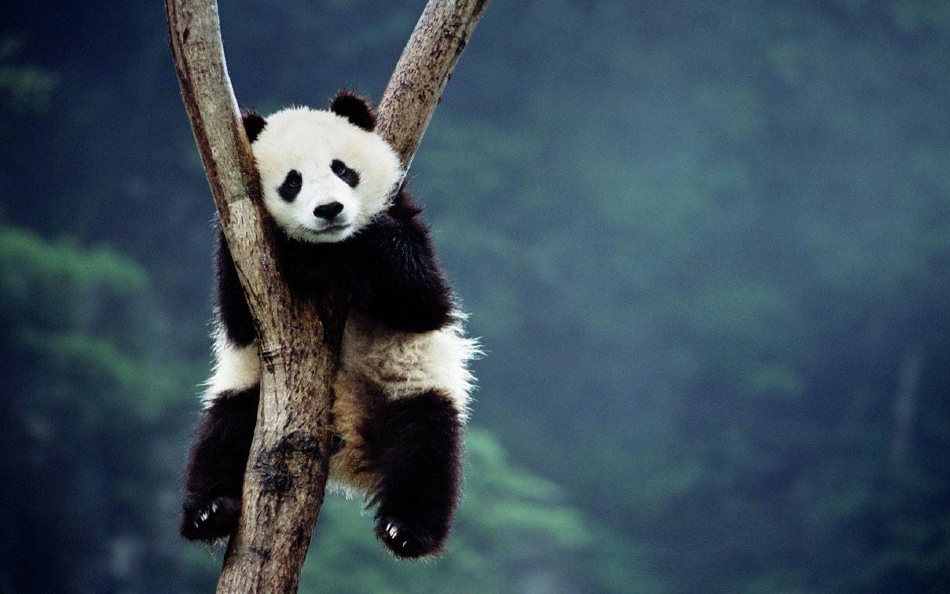 Panda bear climbing a tree wallpaper - photo #10 - Panda