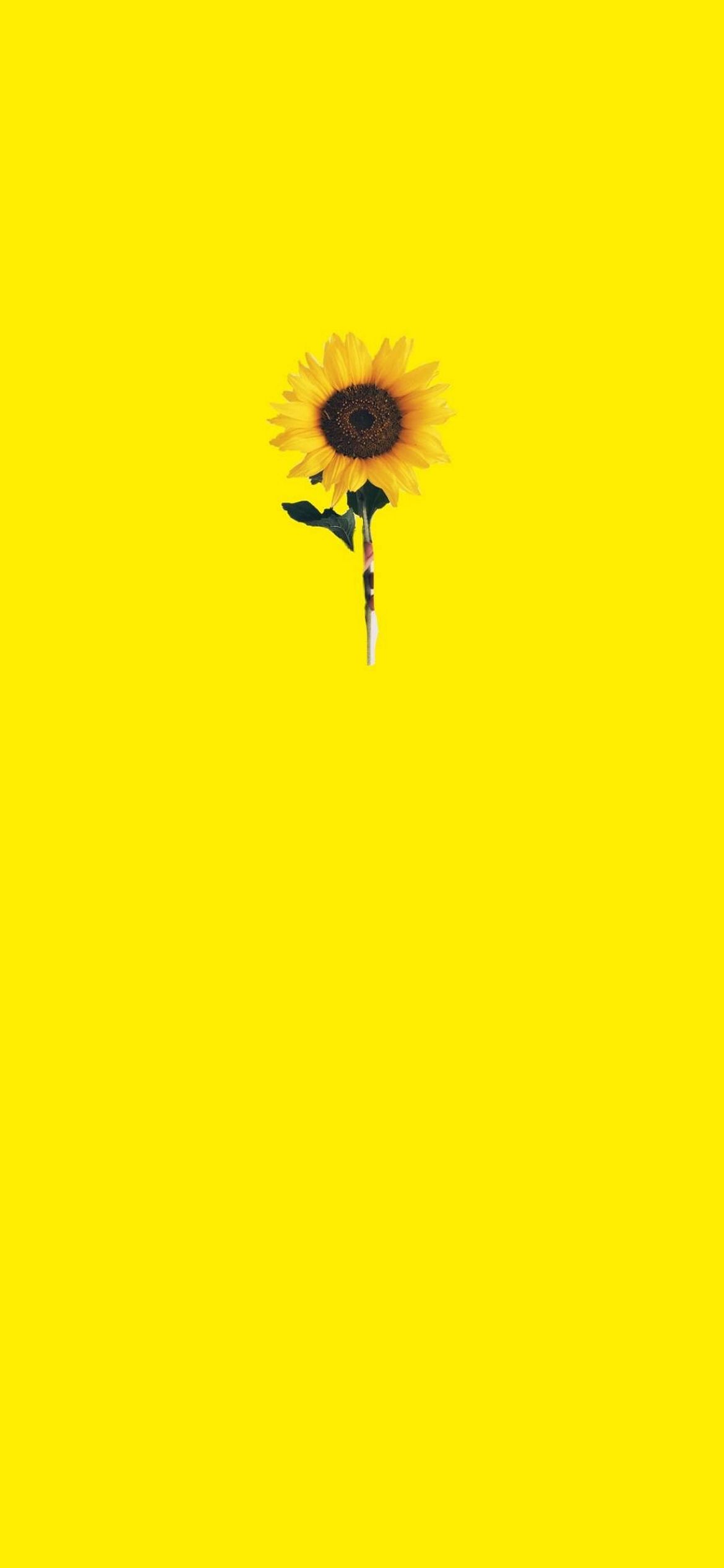 Yellow aesthetic wallpaper phone with a sunflower - 