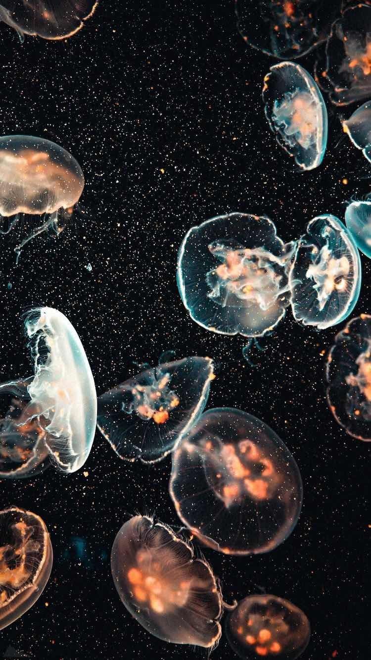 A group of jellyfish swimming in the ocean - Jellyfish