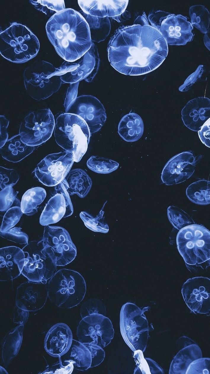 Jellyfish in a dark room with blue light - Jellyfish