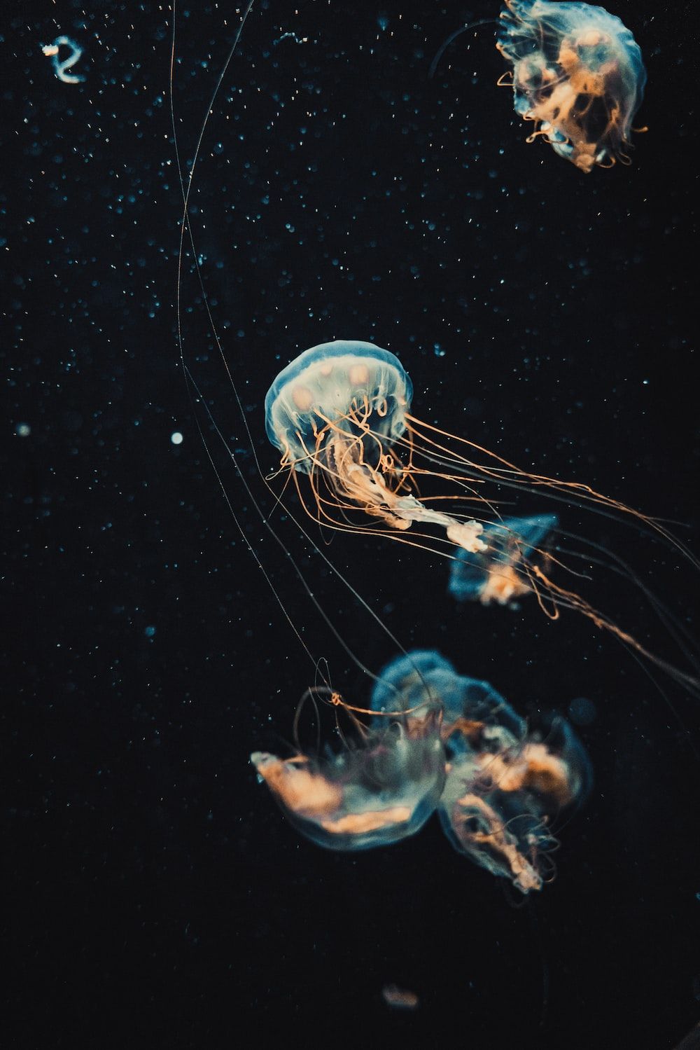 A group of jellyfish swimming in the water - Jellyfish