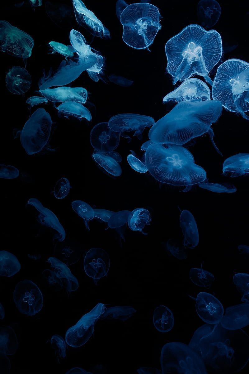 A school of jellyfish swimming in the ocean - Jellyfish, underwater