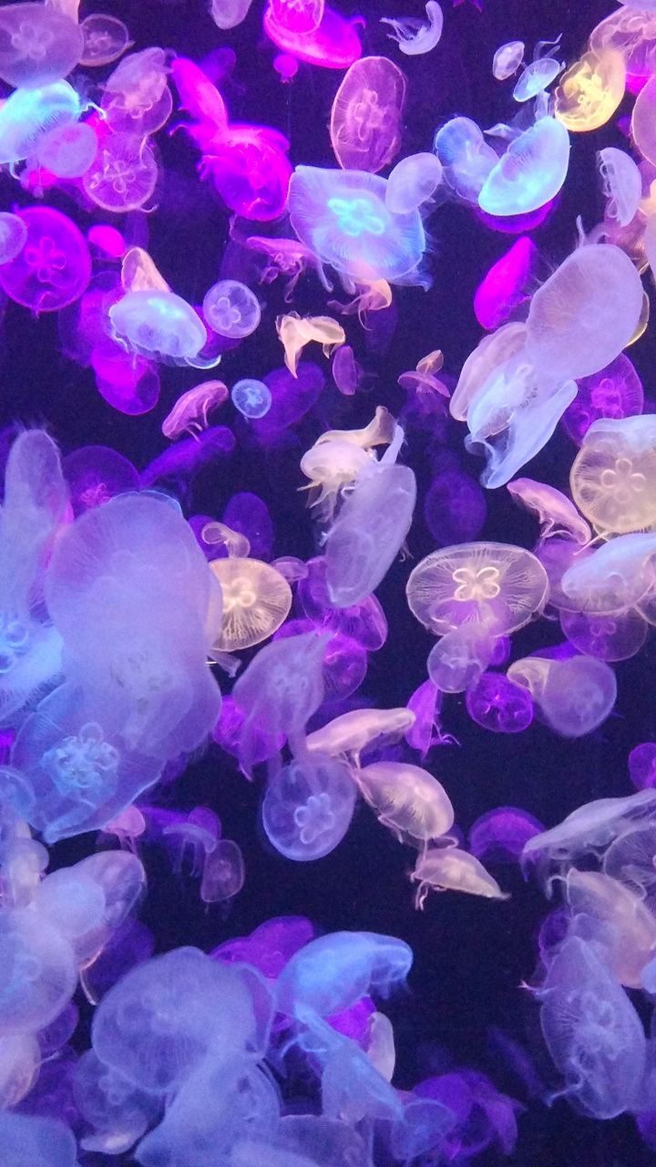 Colorful, jellyfishes, underwater, 720x1280 wallpaper. Медузы картины, Медуза, Фоновые рисунки