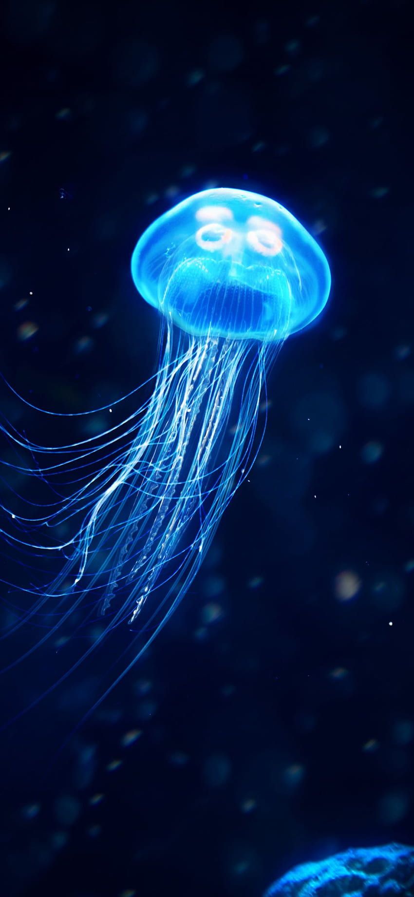jellyfishes HD wallpaper