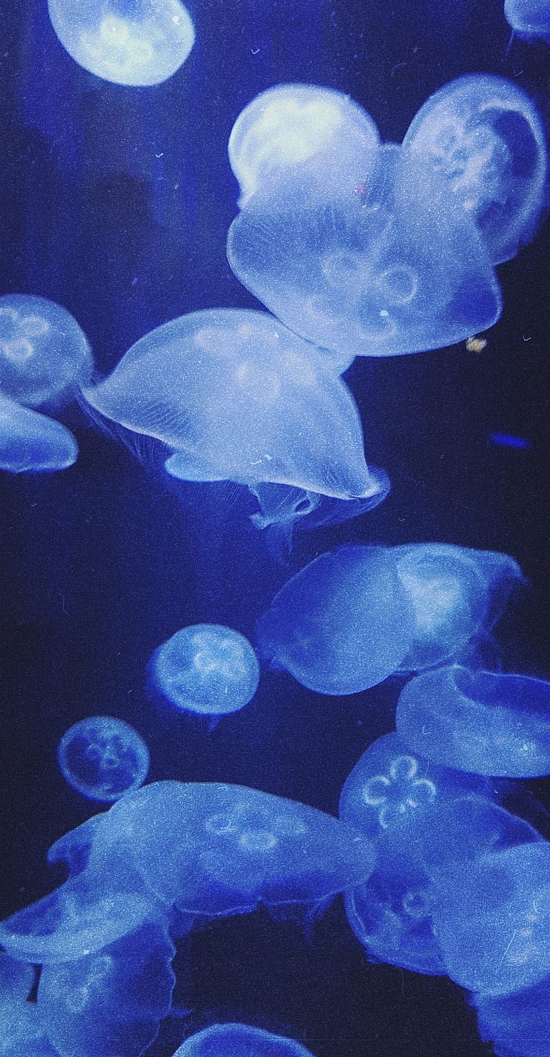 Jellyfish, glowing, aesthetics, HD phone wallpaper