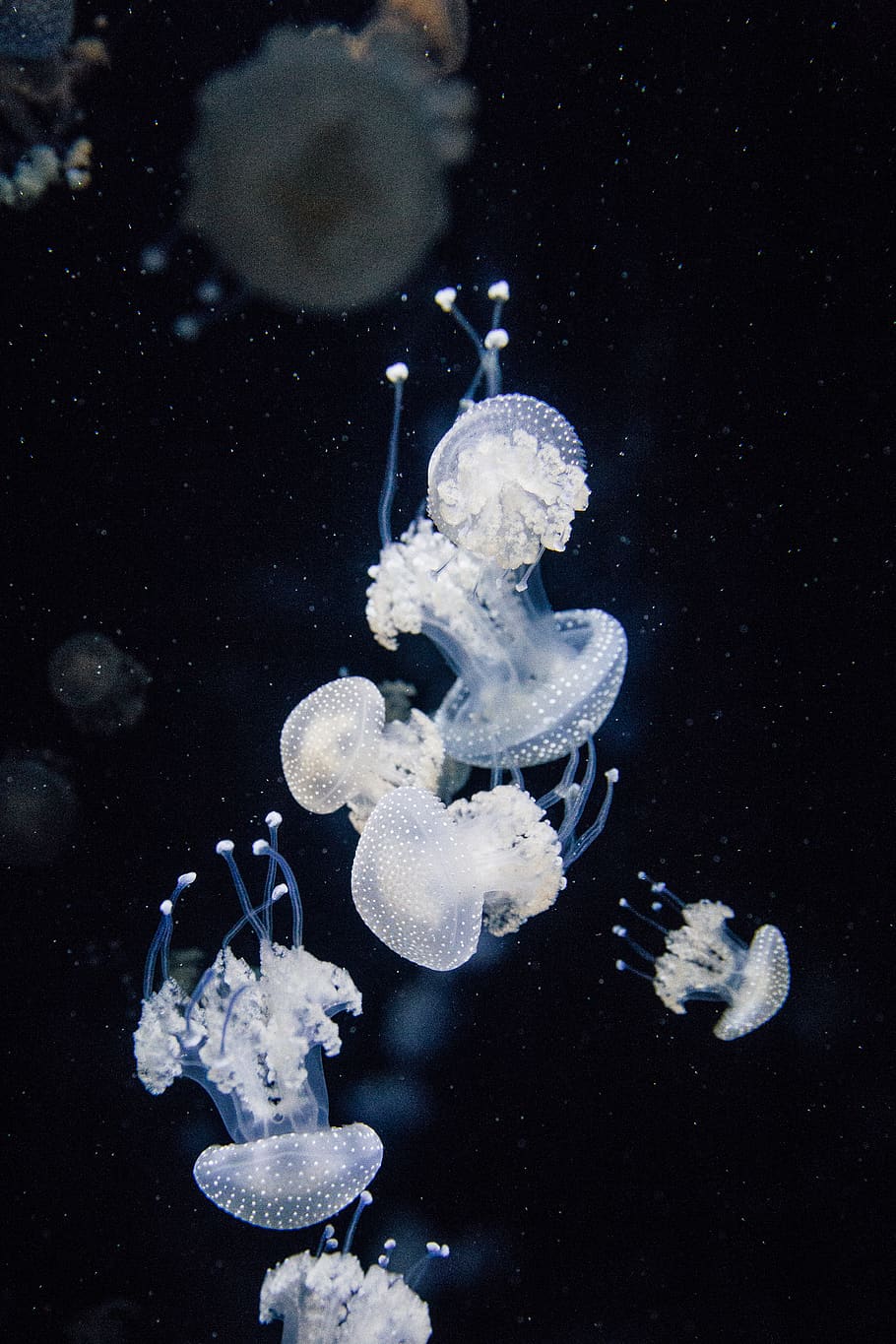 HD wallpaper: white jelly fish, jellyfish, animal, invertebrate, sea life, basel