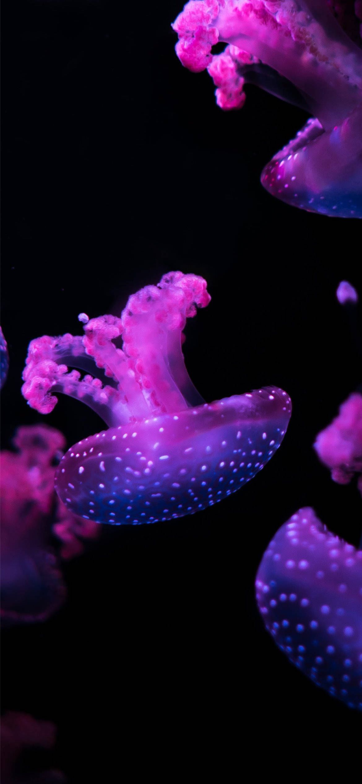 Download Purple Aesthetic Phone Jellyfish Wallpaper