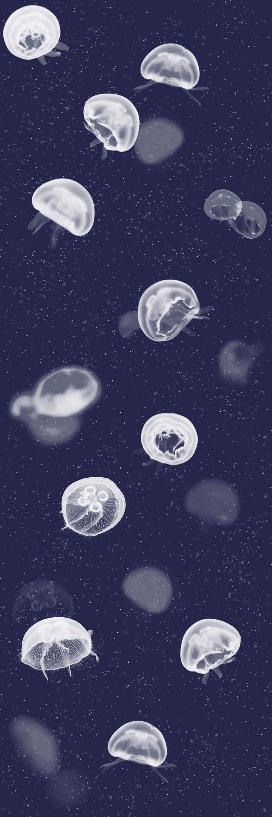 Jellyfish Aesthetic Wallpaper Free Jellyfish Aesthetic Background