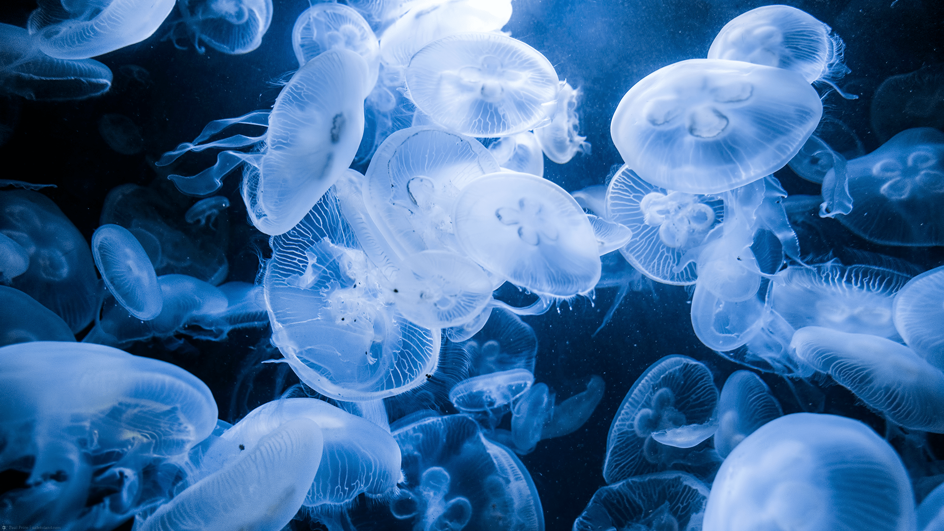 jellyfish, animals, nature Gallery HD Wallpaper
