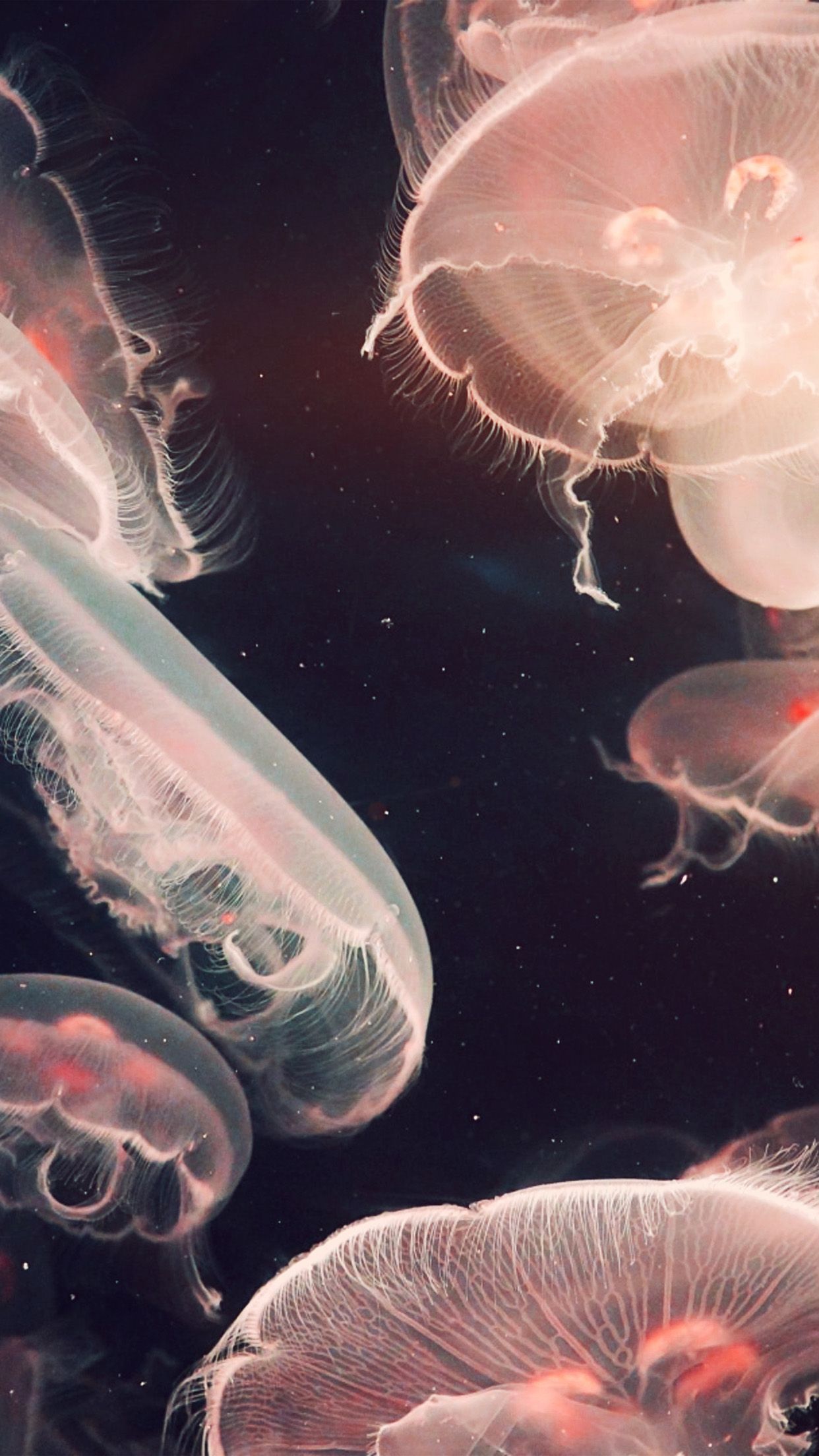 iPhone X wallpaper. pacific jellyfish ocean sea animal nature flare