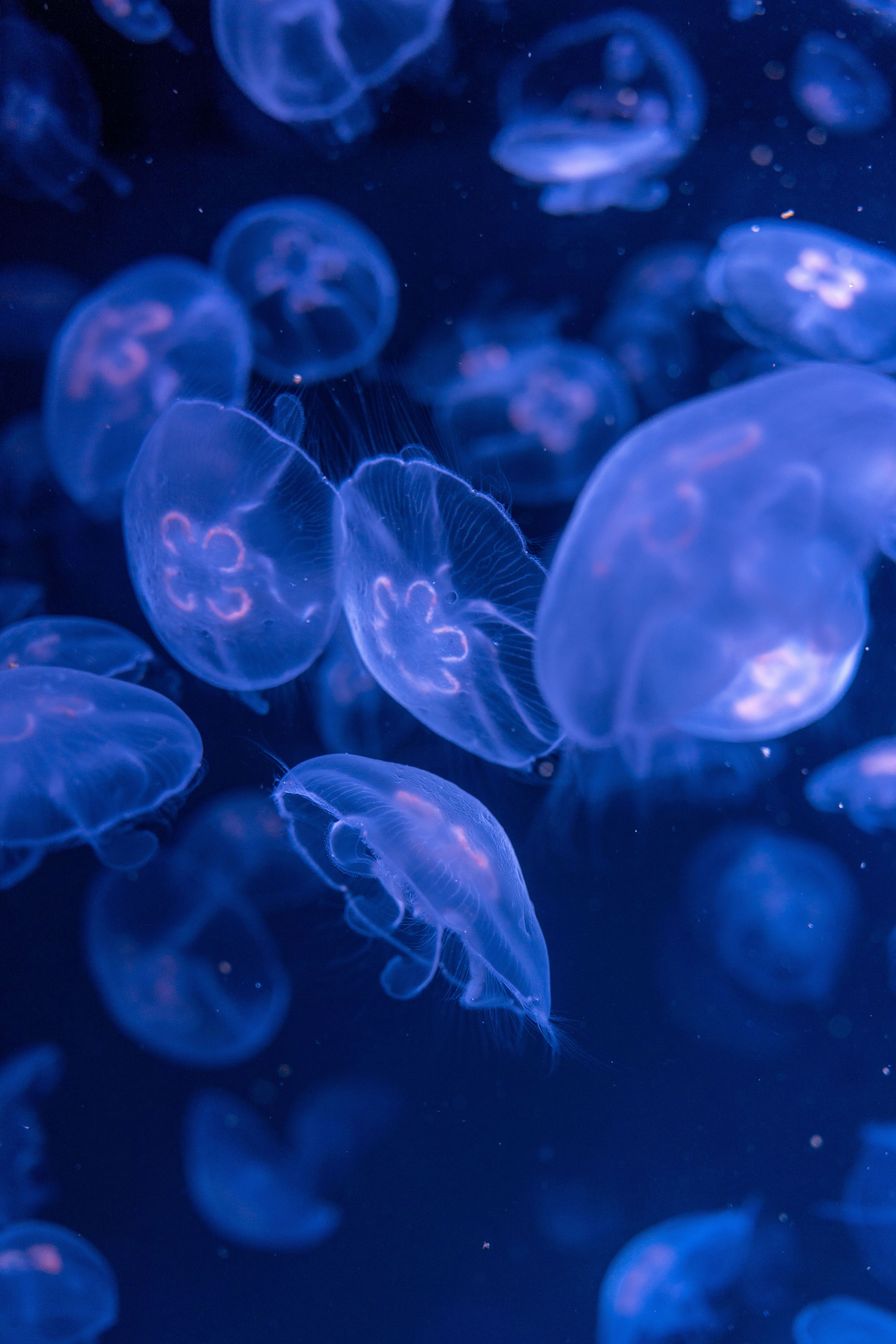 Jelly Fish With Reflection Of Blue Light · Free