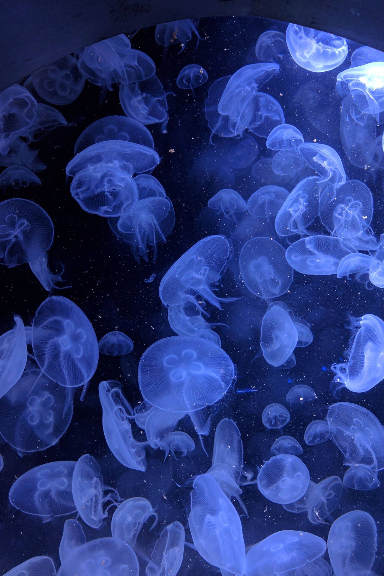 Download Neon Blue Aesthetic Glowing Jellyfish Wallpaper