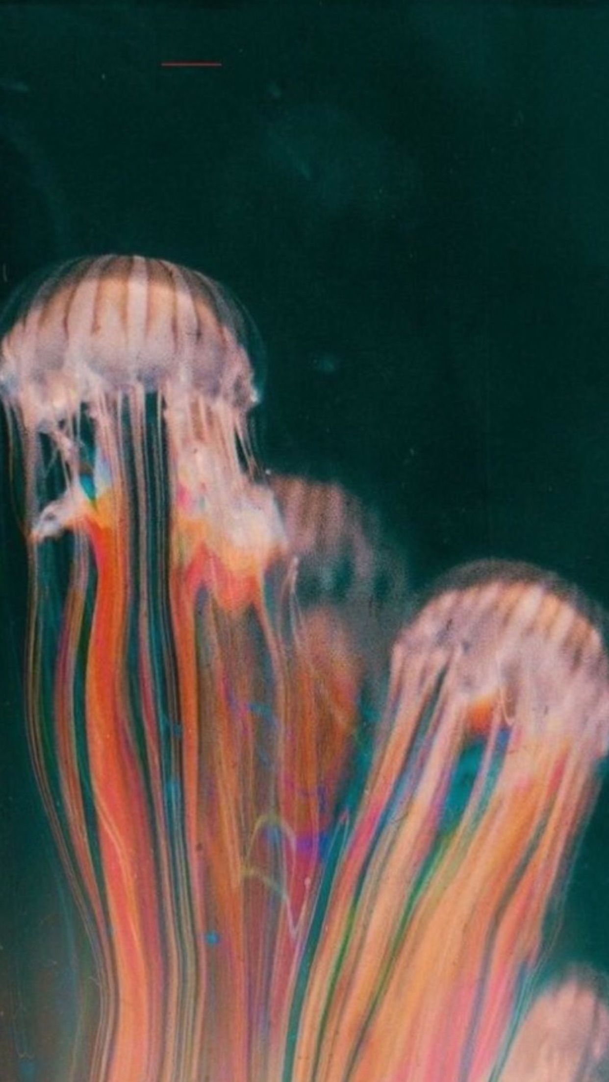 Jellyfish wallpaper, jellyfish phone background, jellyfish wallpaper aesthetic, jellyfish wallpaper phone, jellyfish wallpaper aesthetic, jellyfish wallpaper iphone, jellyfish wallpaper android, jellyfish wallpaper aesthetic, jellyfish wallpaper desktop, jellyfish wallpaper aesthetic, jellyfish wallpaper phone background, jellyfish wallpaper aesthetic, jellyfish wallpaper phone, jellyfish wallpaper aesthetic, jellyfish wallpaper desktop, jellyfish wallpaper aesthetic, jellyfish wallpaper phone background, jellyfish wallpaper aesthetic, jellyfish wallpaper phone, jellyfish wallpaper aesthetic - Jellyfish