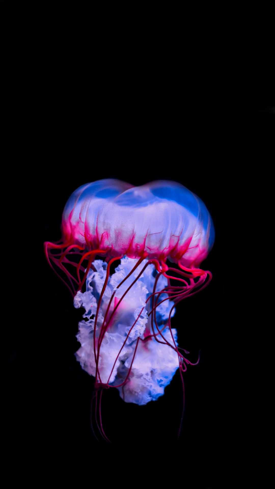 A jellyfish floating in the water. - Jellyfish