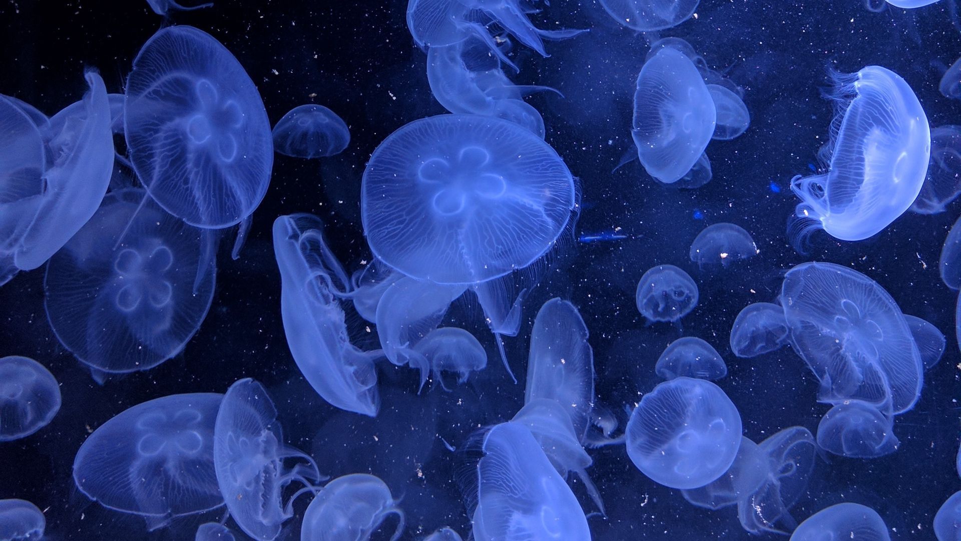 Jellyfish Wallpaper