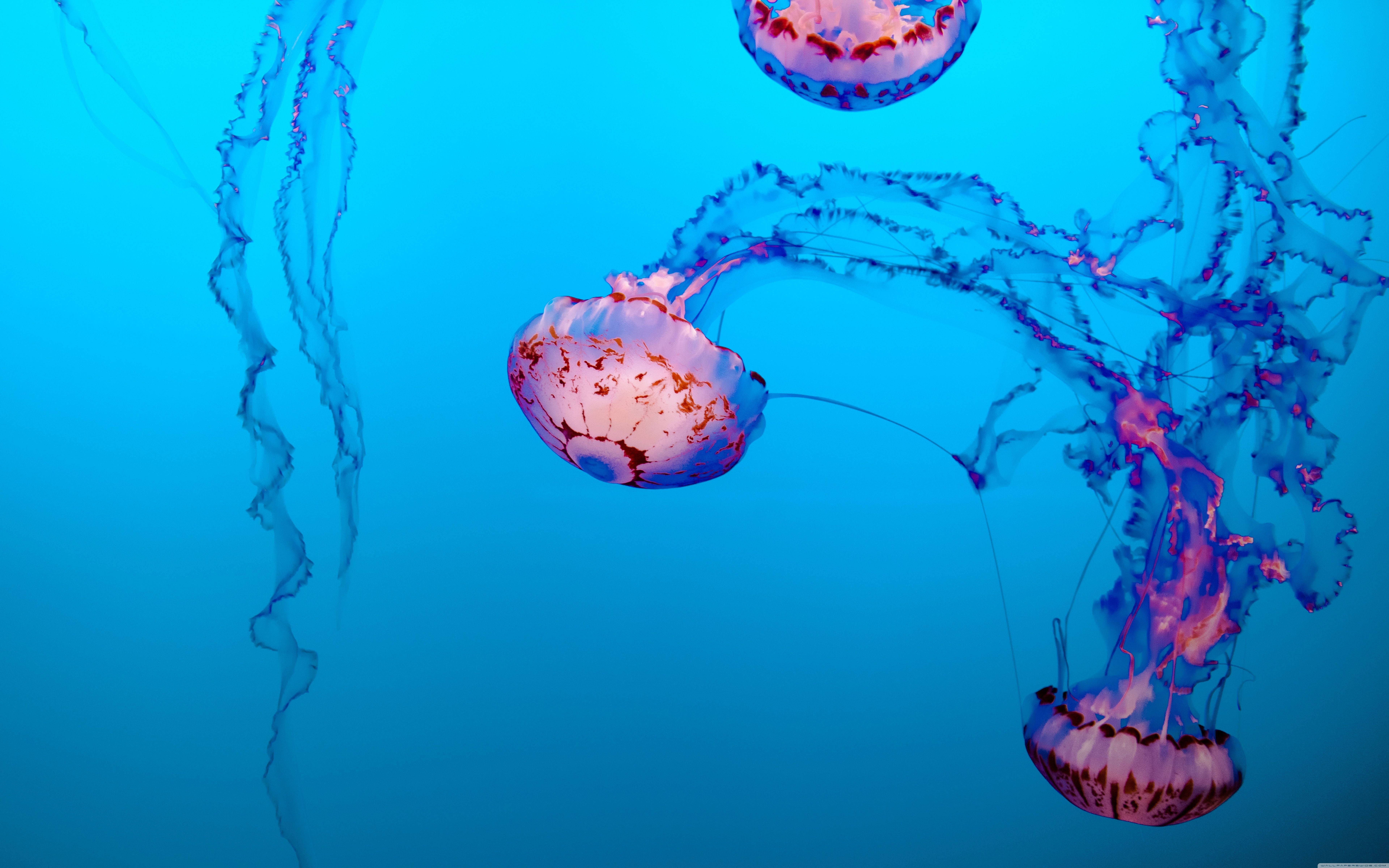 A group of jellyfish swimming in the water - Jellyfish