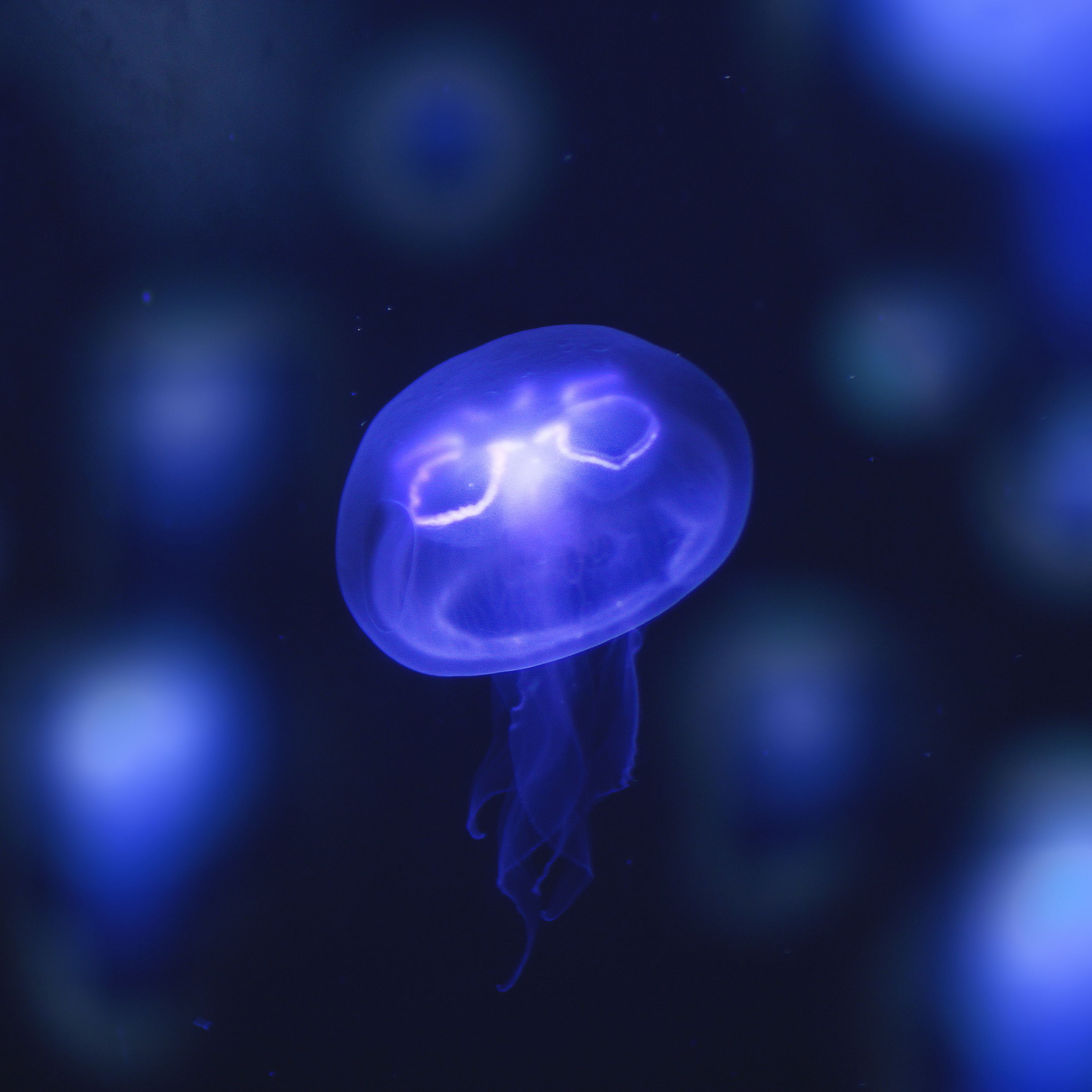 A jellyfish is floating in the water - Jellyfish