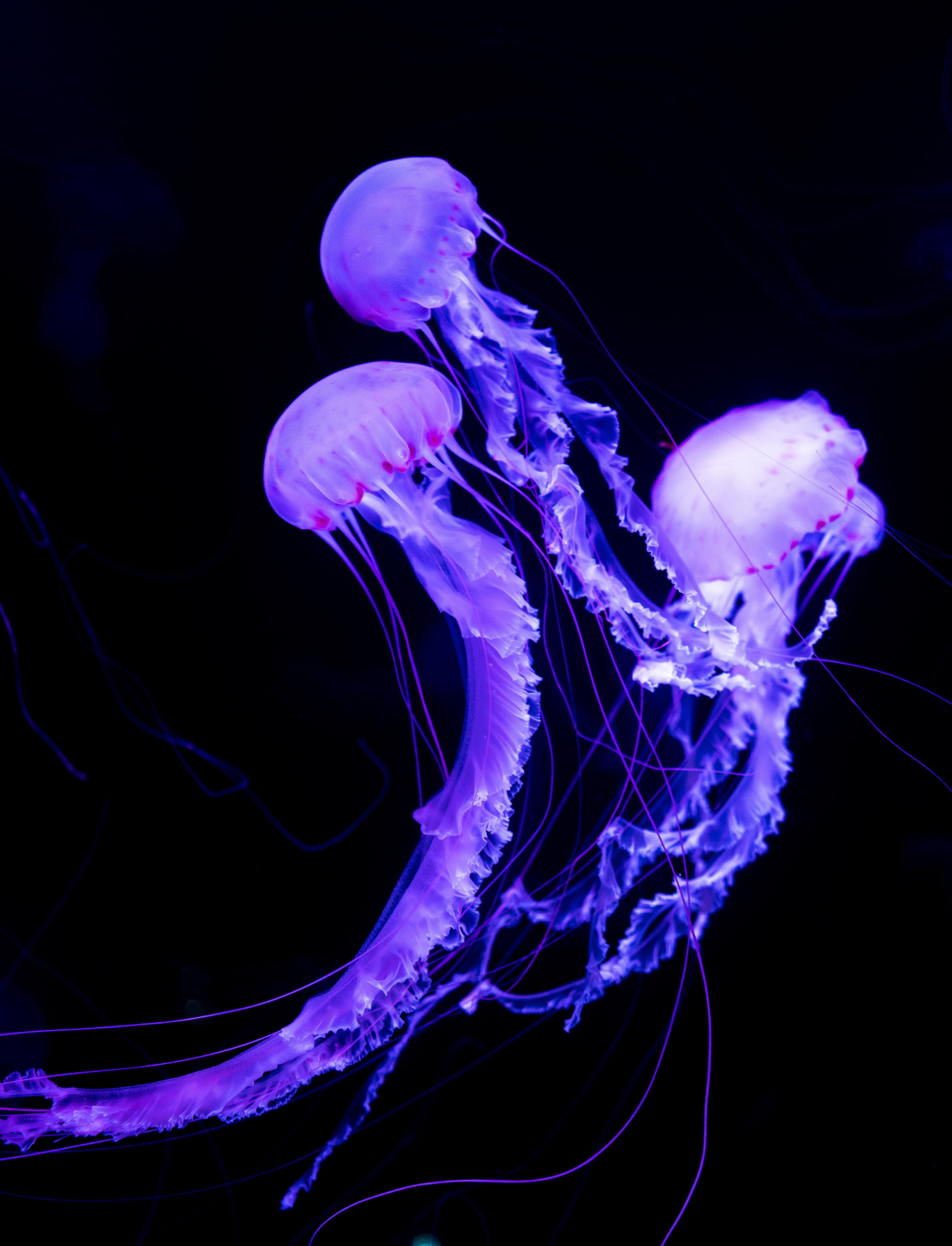 HD wallpaper: three purple jellyfish digital wallpaper, underwater world, neon. Jellyfish photography, Jellyfish, Jellyfish art