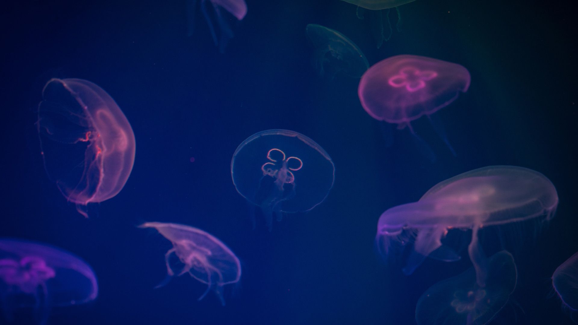 Jellyfish Wallpaper Jellyfish Background Download