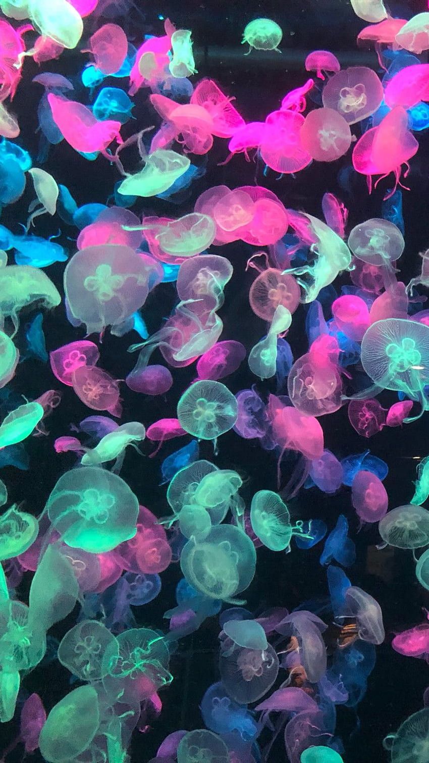 A large group of jellyfish in the water - Jellyfish