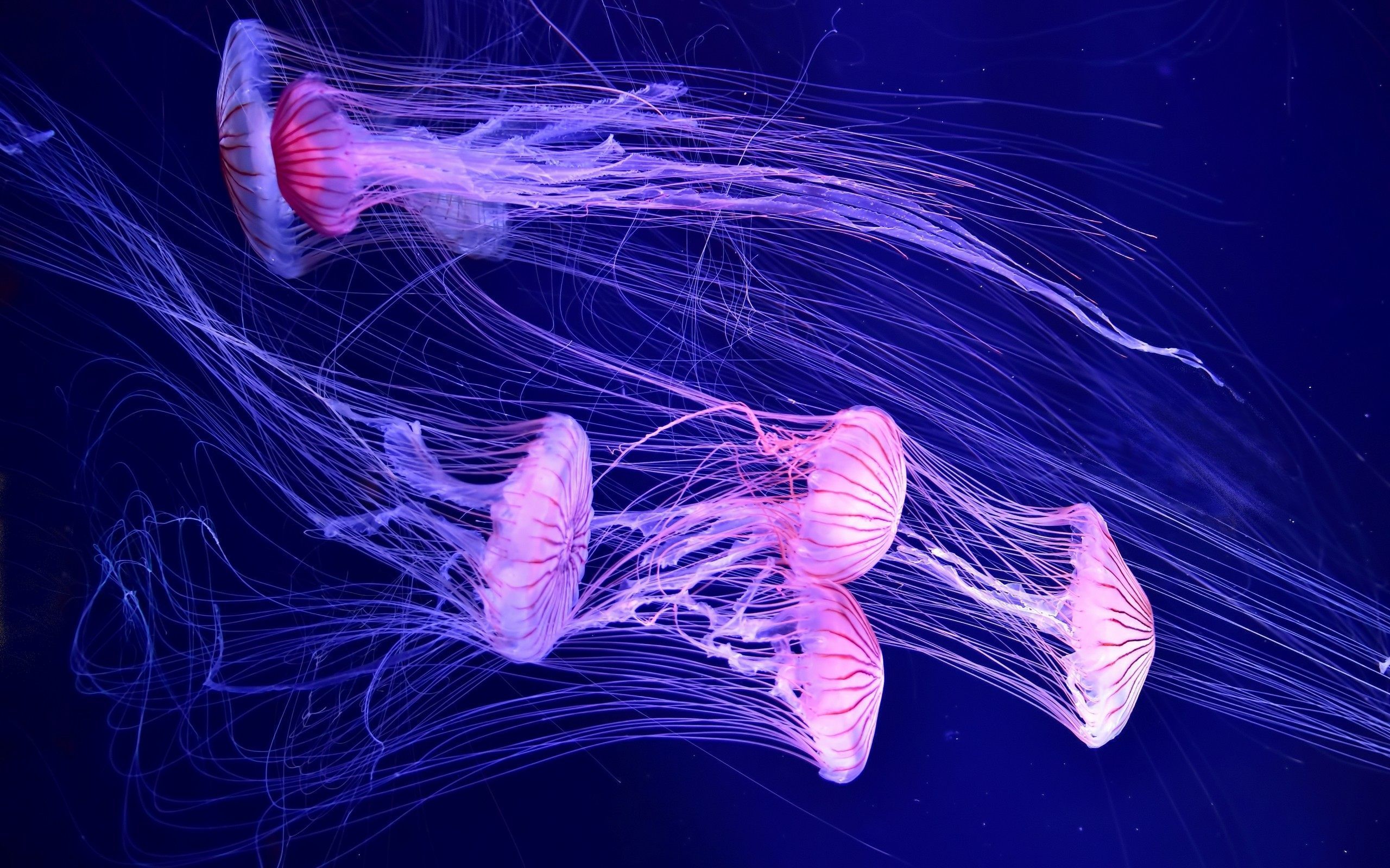 A group of jellyfish swimming in the water - Jellyfish