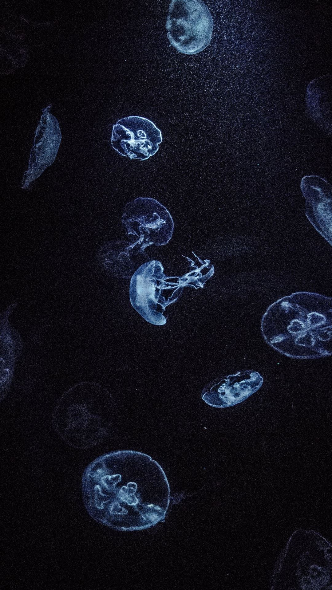 A group of jellyfish swimming in the water - Jellyfish