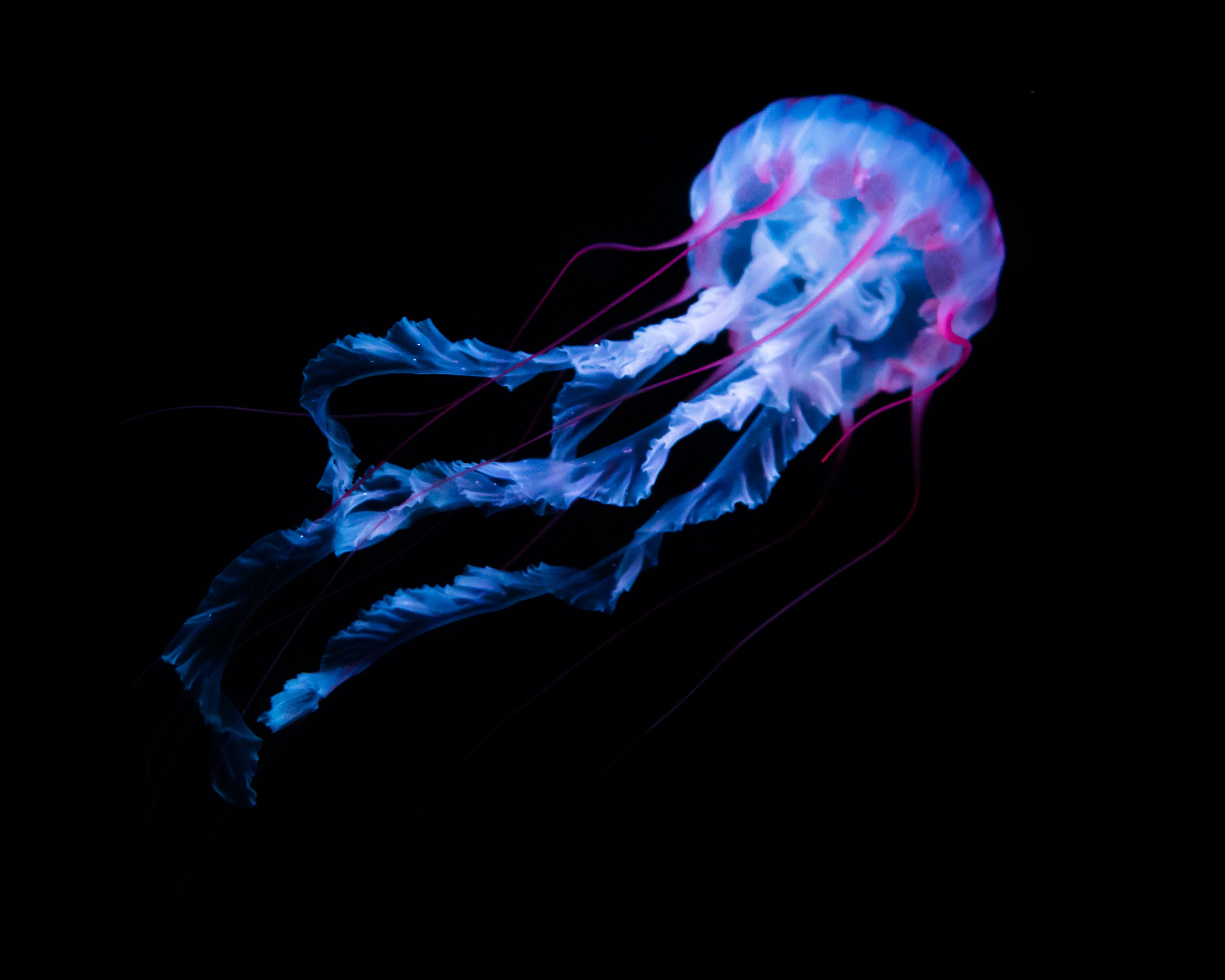 Jellyfish Wallpaper 4K, Aquarium, Animals