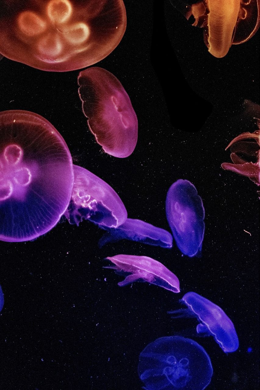 A group of jellyfish floating in the dark - Jellyfish