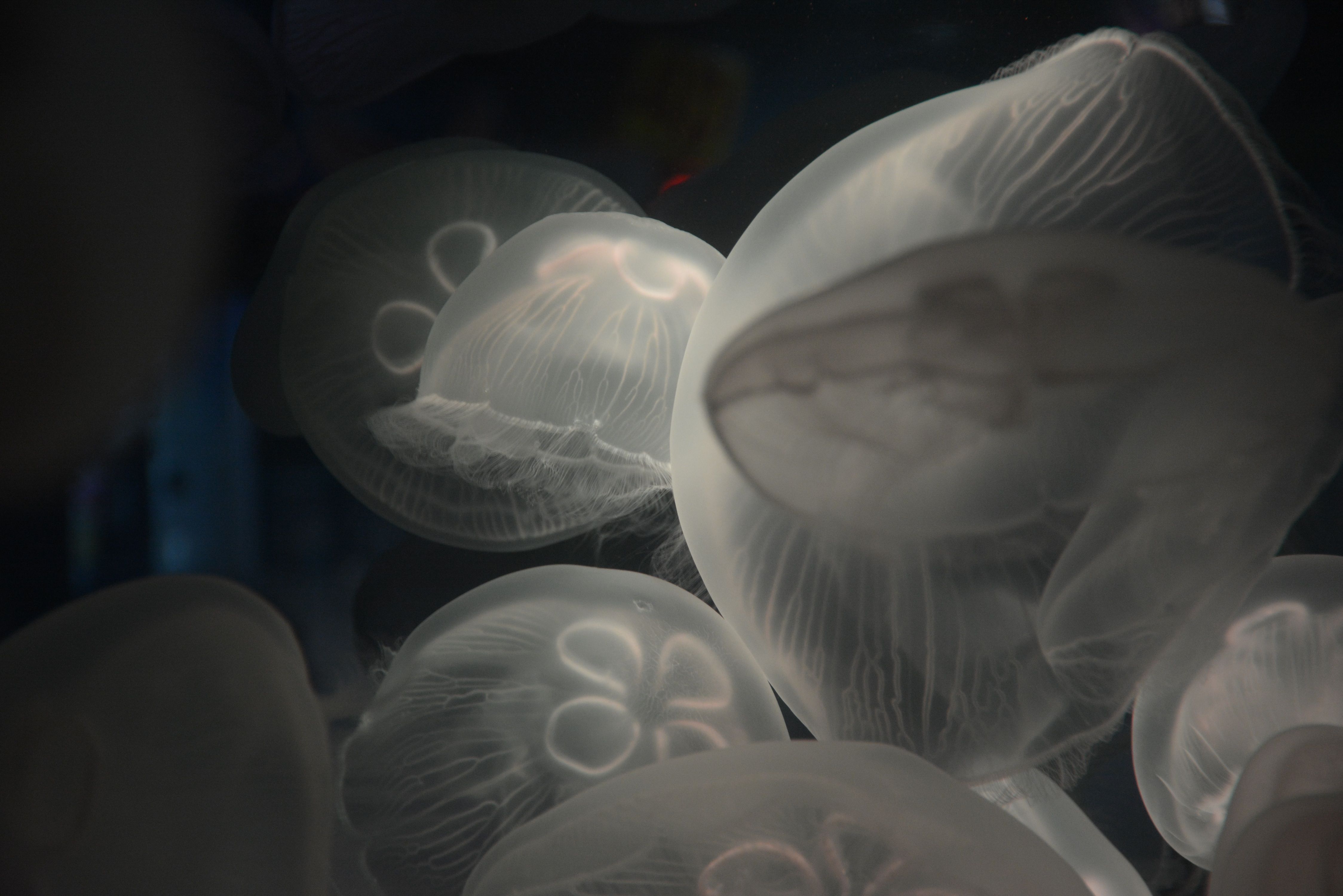 A group of white jellyfish float in the water. - Jellyfish