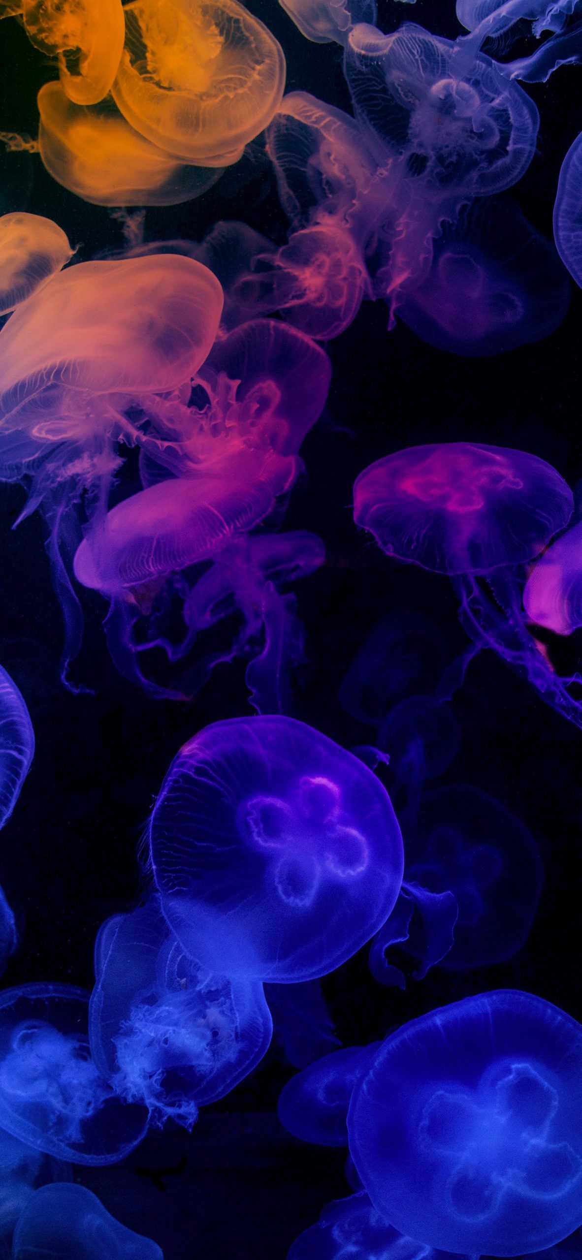 Jellyfish and Colors