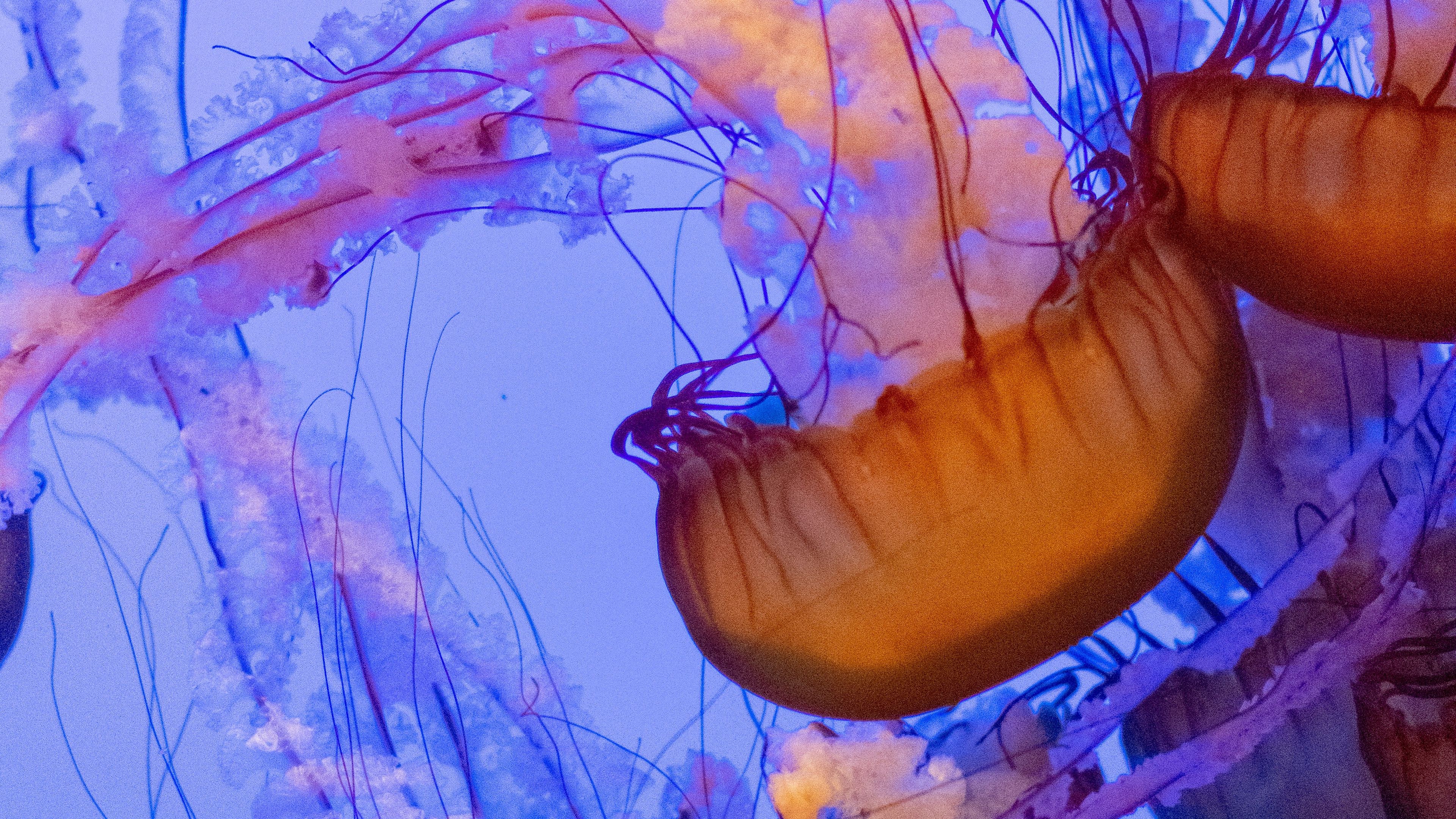 Jellyfish are swimming in a tank of water - Jellyfish