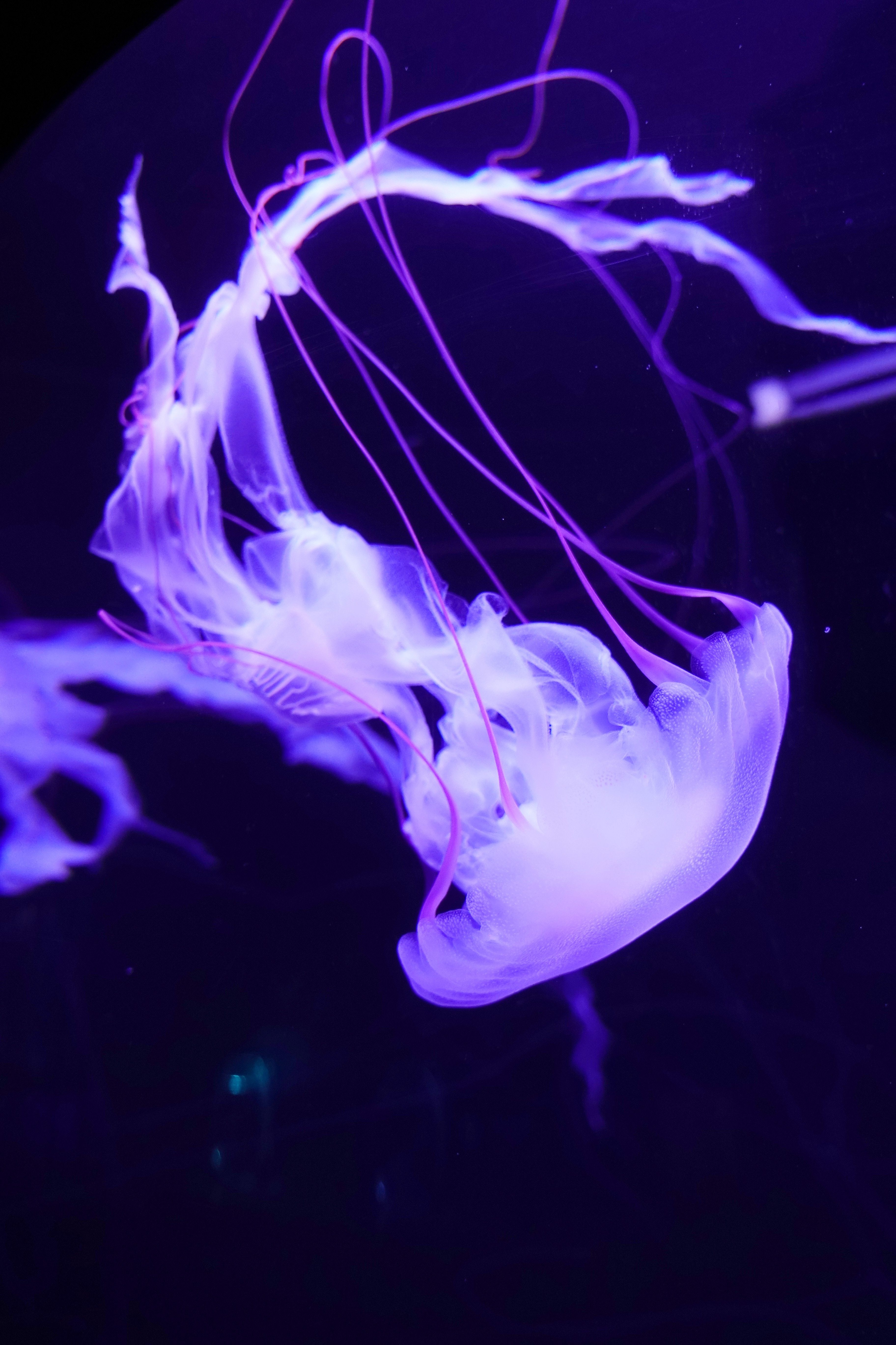 A purple jellyfish is swimming in the water - Jellyfish