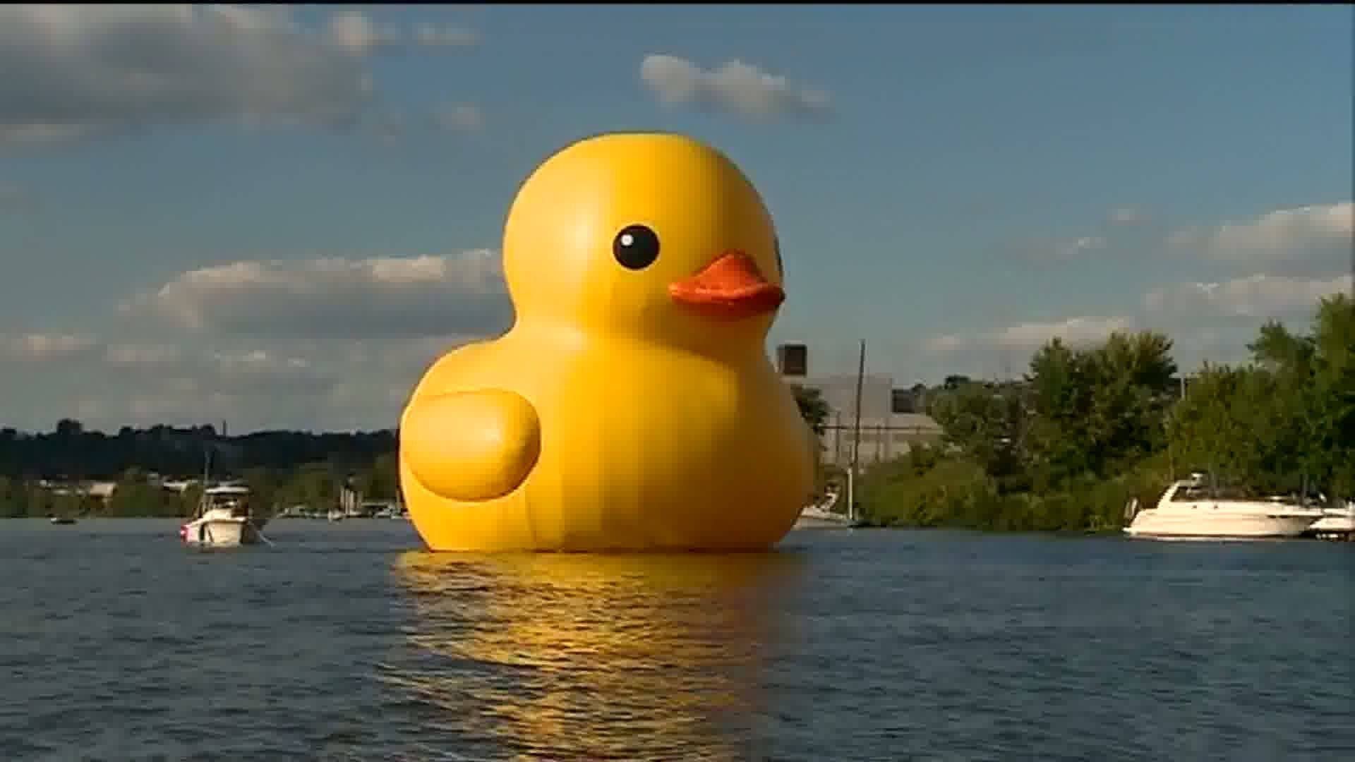 A large yellow duck floating in the water - Duck